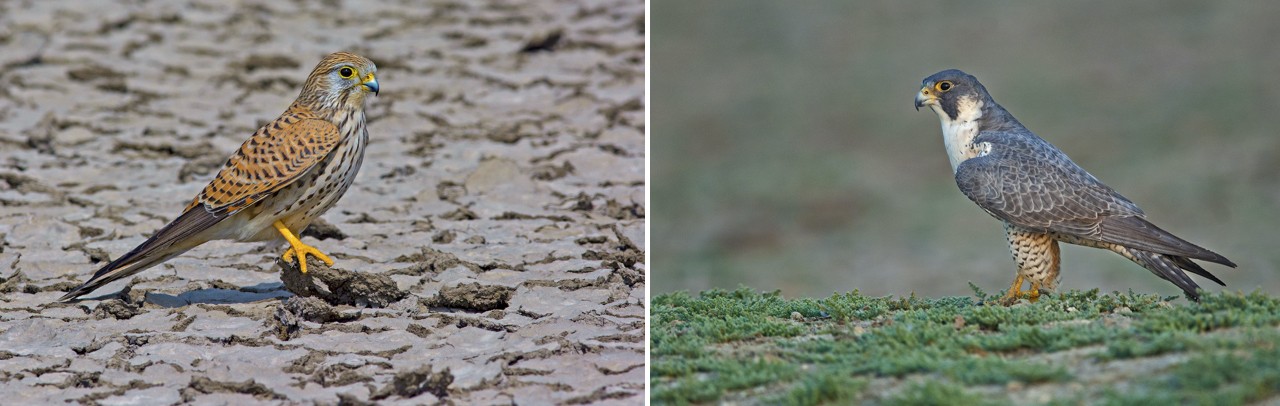 The impressive range of raptors in the Little Rann of Kutch includes the osprey (top left), red-headed merlin (top right), common kestrel (above left), and peregrine falcon (above right). Ospreys are largely fish-eating species, while kestrels, peregrine falcons, and merlins hunt small mammals and birds. 