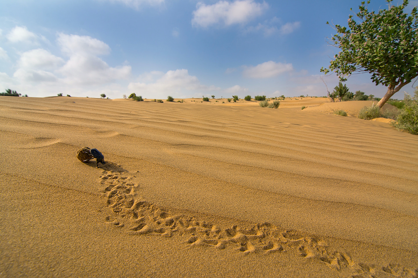 Dung beetles are among the most entertaining  species in the Thar desert, frequently seen rolling balls of carefully collected poop, which they consume for nutrition and also to lay eggs so the larvae that come out can feed on readily available food. They are small in size but Herculean in strength, capable of carrying loads several times their body weight. Photo: Vipul Ramanuj  