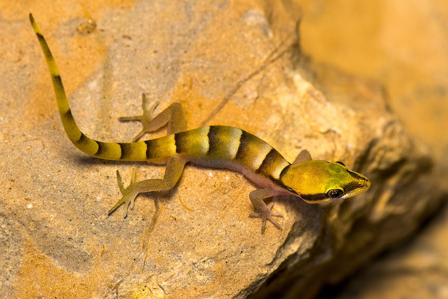Snoop around rocky patches in the Thar Desert and you might catch a fleeting glimpse of the Persian gecko (Microgecko persicus). This crevice-dwelling lizard is “one of the smallest Indian species of gecko,” Ramanuj says, with adults growing to a maximum size of one inch in length. Since they inhabit rocky habitats, the biggest threat faced by this little gecko, is mining for minerals. It is also coveted in the pet trade but is extremely hard to sight and catch. Photo: Vipul Ramanuj  Small is beautiful in the Thar Desert, and every creature in the habitat has adaptations to ensure it thrives in this landscape. Along the many reptiles that live here, are spiny-tailed lizards (Saara hardwickii), a species of agamid that survives on plants and flowers. Cover photo: Soumabrata Moulick 