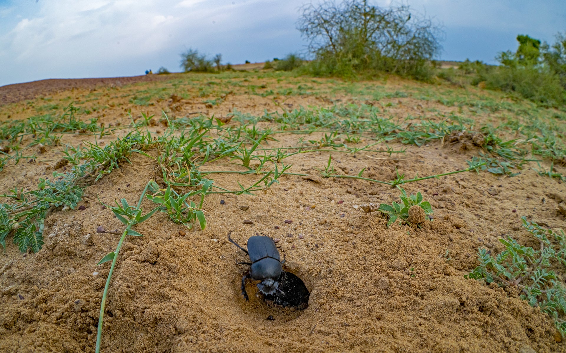 Dung beetles have a heightened sense of smell, and they are attracted to the “aroma” from half a kilometre away. Photo: Dhritiman Mukherjee  Beetles are the largest group in the animal kingdom, distinguished from other winged insects by their hard, outer wings. There are over 3,50,000 species of beetles on Earth, of which dung beetles are one category. Cover Photo: Dhritiman Mukherjee