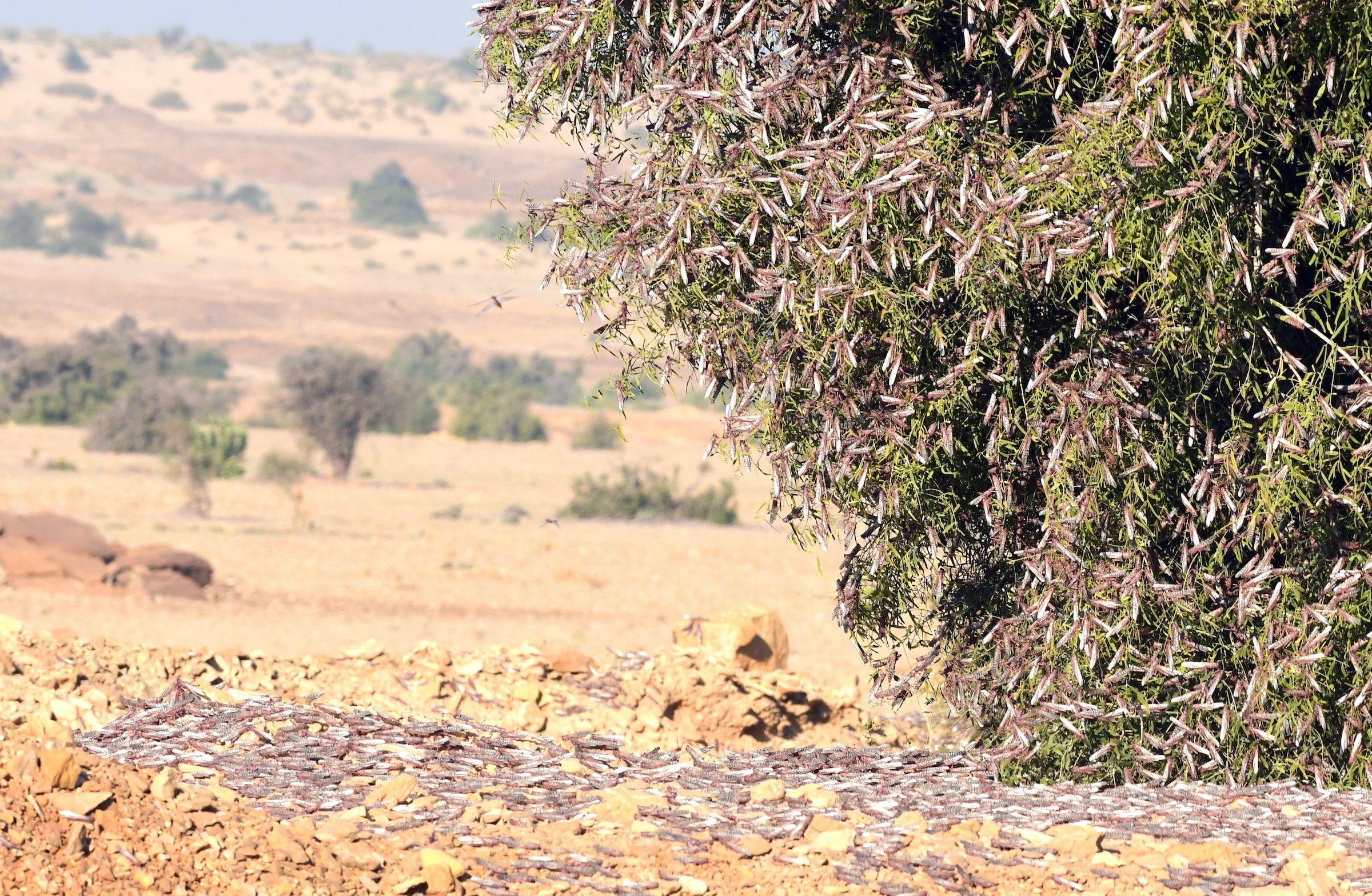 A large swarm of locusts, as seen in this image from the Thar Desert in Rajasthan, can strip a tree entirely of its foliage and stems. Photo: Asad Rahmani  Cover photo: Locusts are short-horned grasshoppers, that are usually solitary, but form large swarms when environmental conditions are favourable. Cover photo: Asad Rahmani