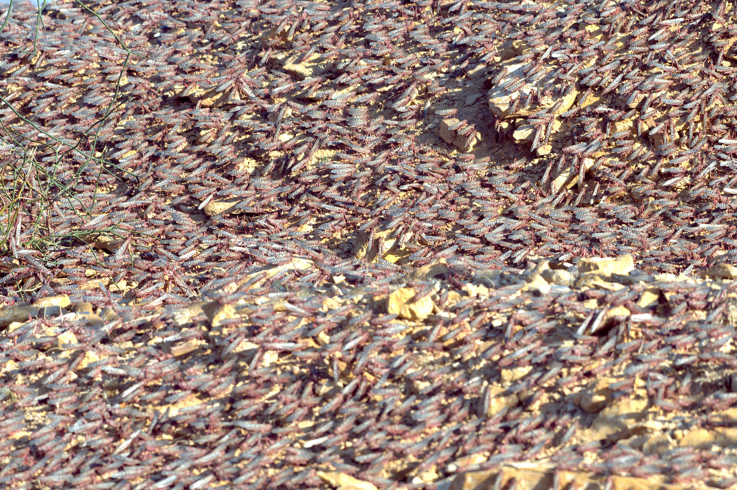 In swarms, locusts are considered dangerous migratory pests. Desert locusts will feed on many forms of green vegetation they come across. Photo: Asad Rahmani
