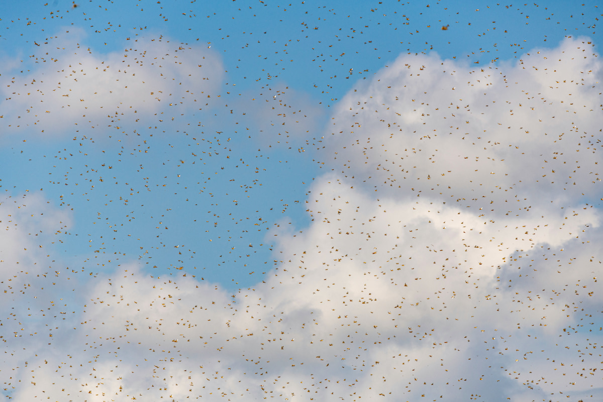 A swarm of desert locusts fills the sky over the Samburu National Reserve in Kenya. In 2020 countries in east Africa such as Kenya, Ethiopia, and Somalia battle one of the worst locust invasions known. Photo: Jen Watson/Shutterstock