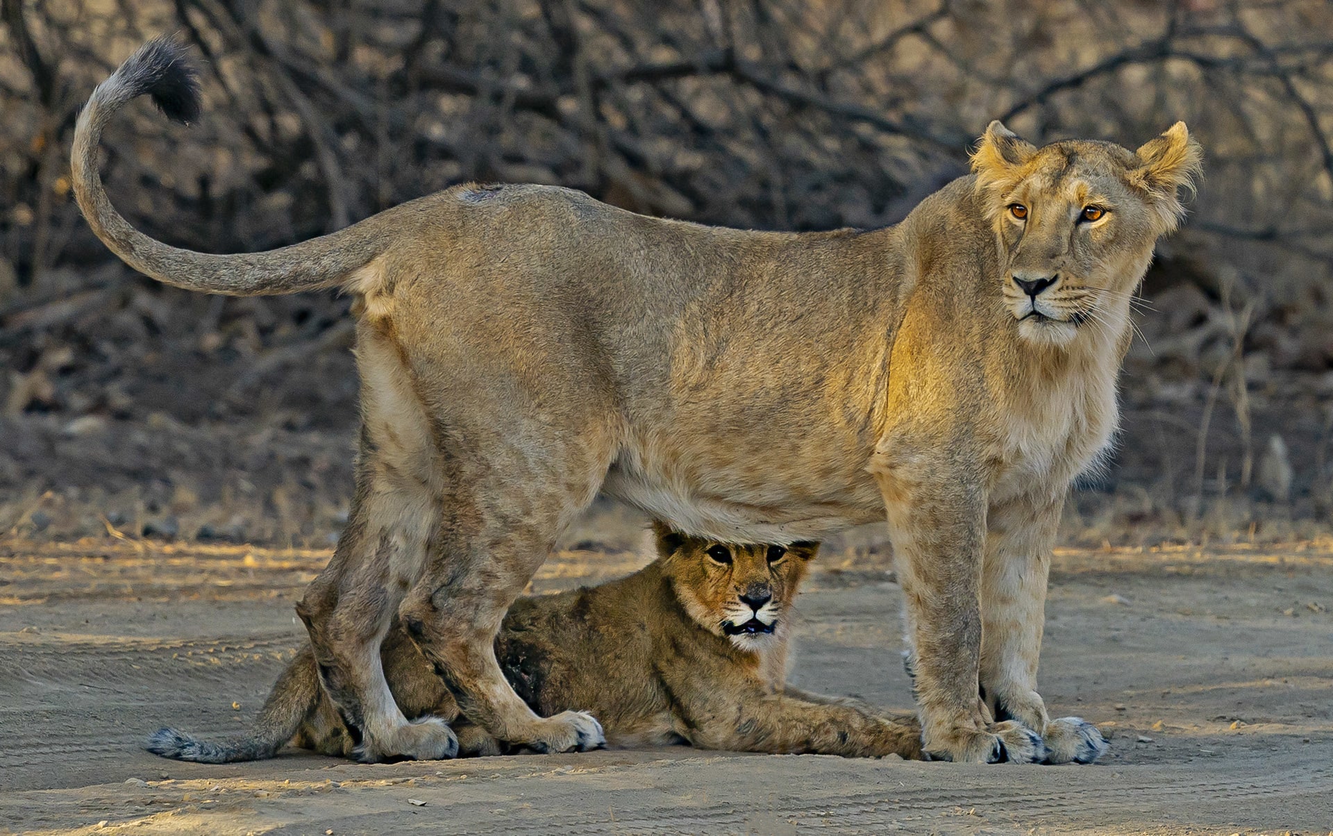 Infanticide is common behaviour among large cats, and females such as this lioness with her cub seemingly have little choice in the matter. Photo: Dhritiman Mukherjee  Cover photo: Female tigers copulate with dominant males, as in this instance in Bandhavgarh, but they also mate with “floaters”, ones that don’t have a territory to call their own. Cover photo: Shivang Mehta
