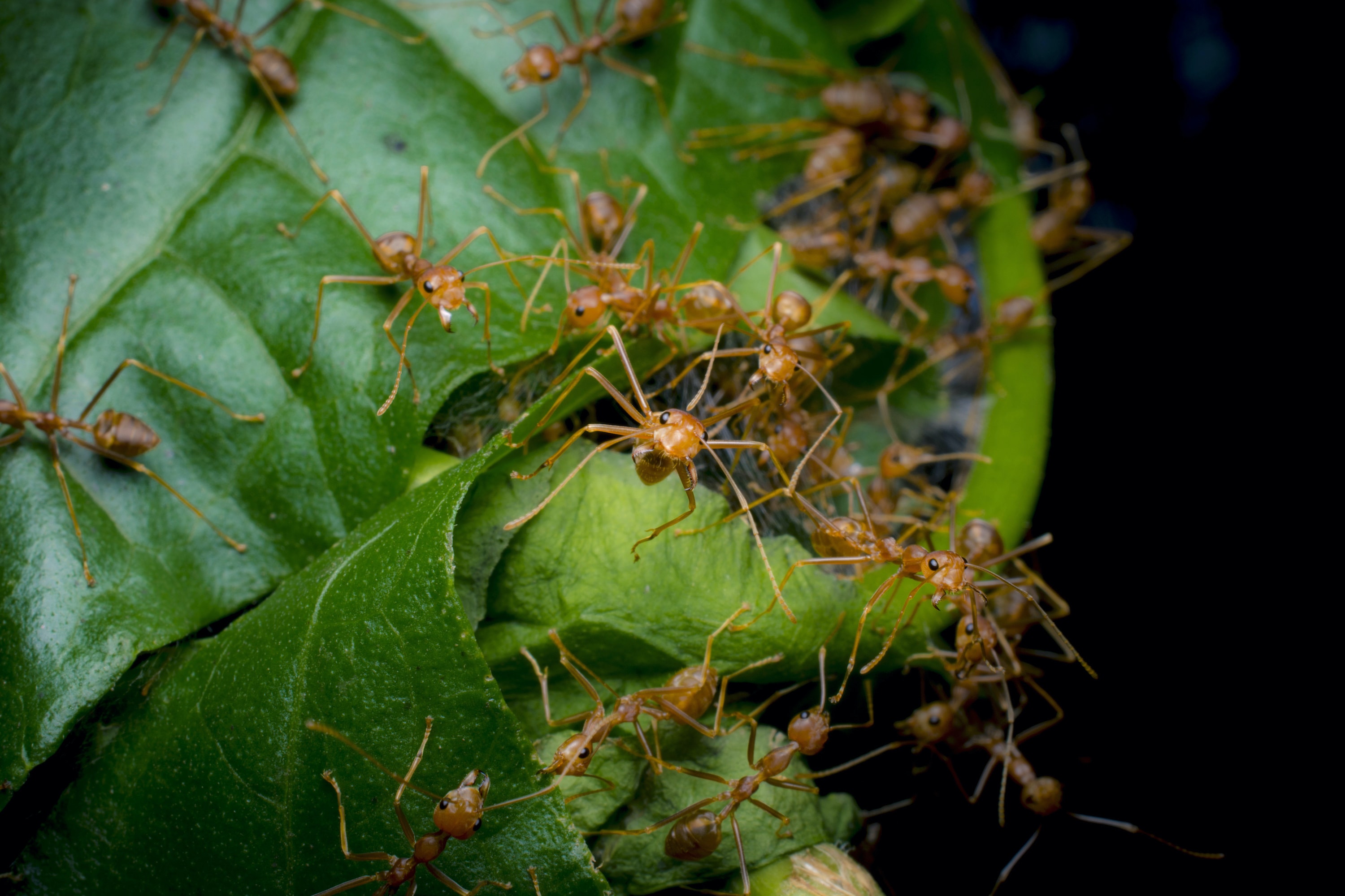 At the site of a weaver ant nest under construction, a group of weavers go into defense mode when they sense the presence of the photographer.  Cover photo: A group of weaver ants make quick work of a caterpillar that crossed paths with them. 