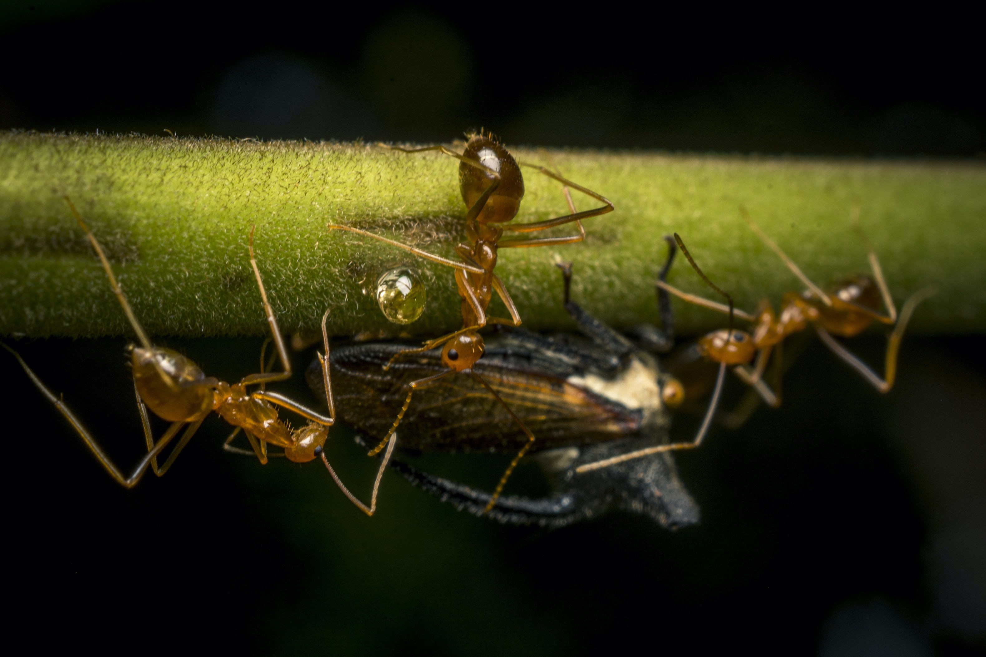 Weaver ants gather to collect a drop of honeydew from a sap-sucking insect.