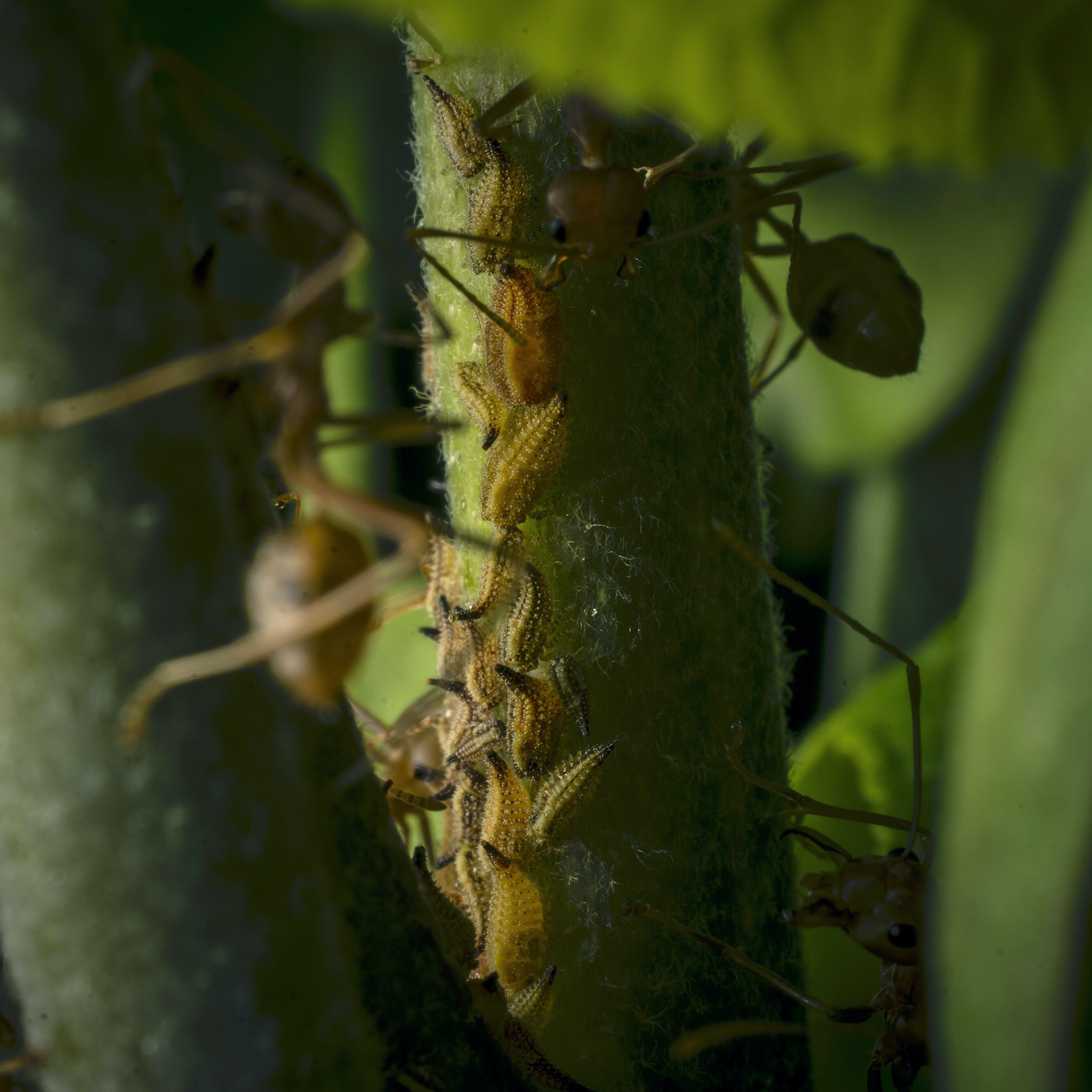 A peek inside a homopteran aggregation site, around which a group of weaver ants have begun to weave a protective nest. 
