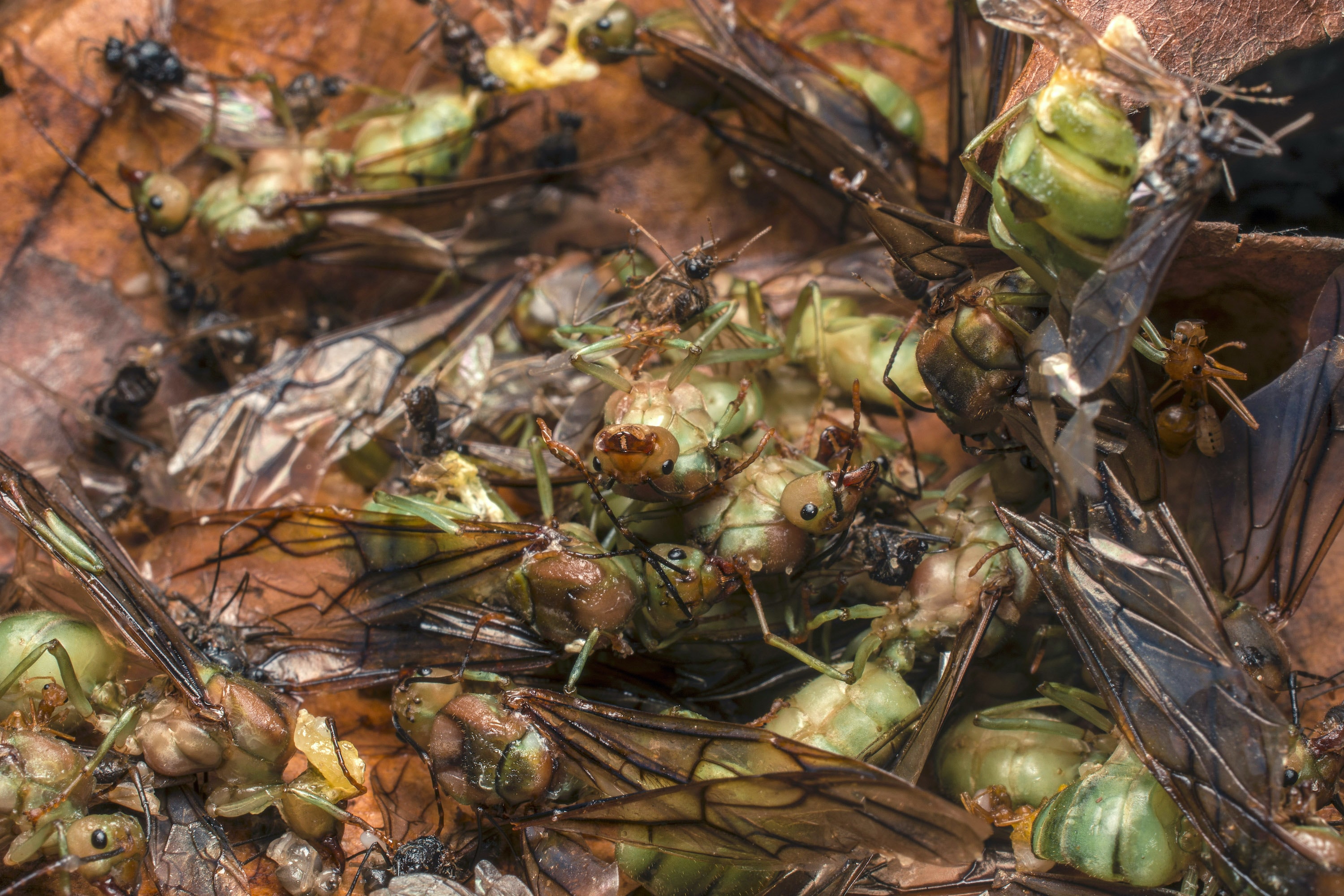 The inside of nest full of recently mated queens and males that was ripped out of the tree by a pair of racket-tailed drongos.