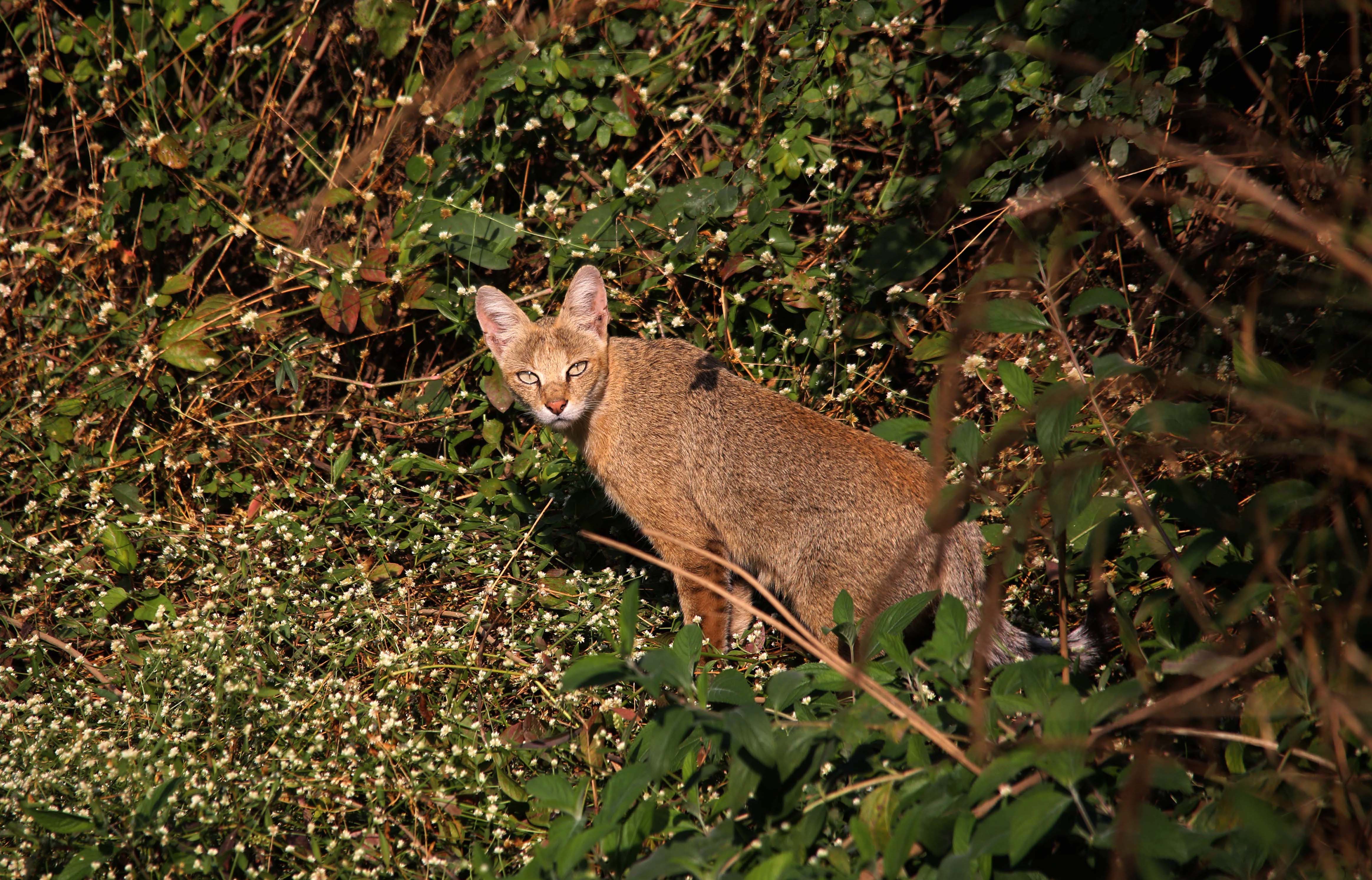 In addition to the tiger, you can spot other cats such as leopards (top) and jungle cats (above), shy and solitary creatures. Photos: Phalgun Patel (top), Surya Ramachandran (above)