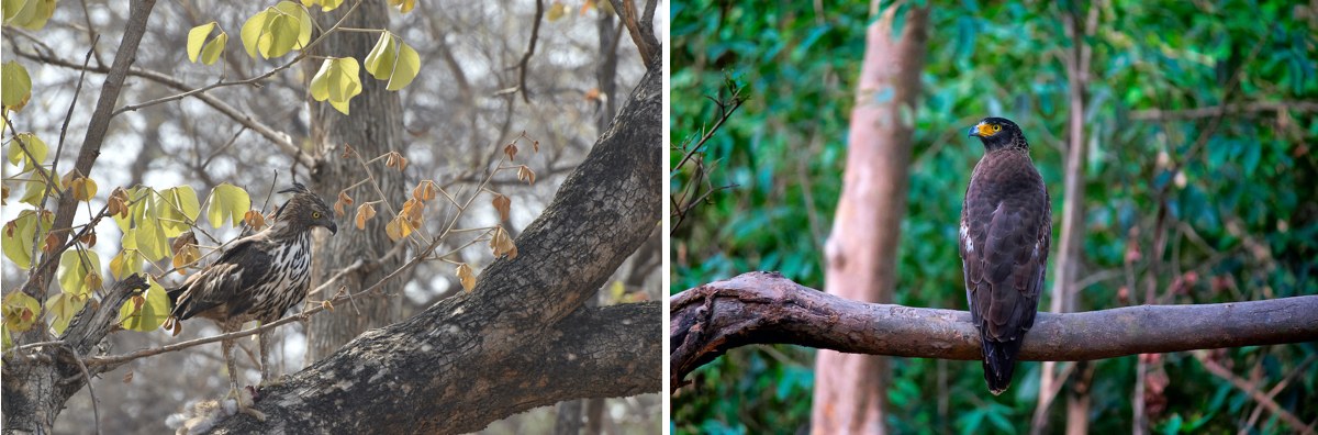The griffon vulture (top), crested hawk eagle (bottom left), and crested serpent eagle (bottom right) all belong to the Accipitridae family of birds, characterised by predominantly hooked beaks. 
Photos: Surya Ramachandran (top), Shiv’s Photography/Shutterstock (above left), RealityImages/Shutterstock (above right)
