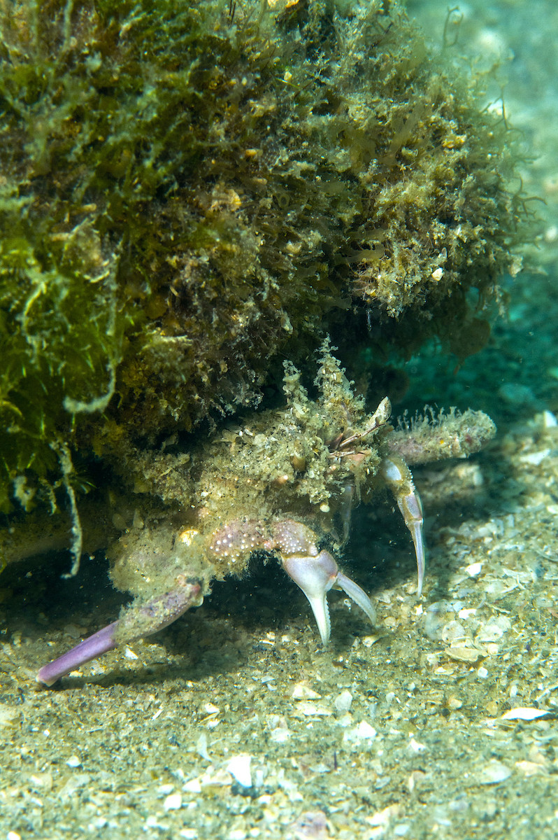 Unlike decorator crabs with setae, carry crabs use their last pair of inverted legs to hold up the decoration above their carapace.