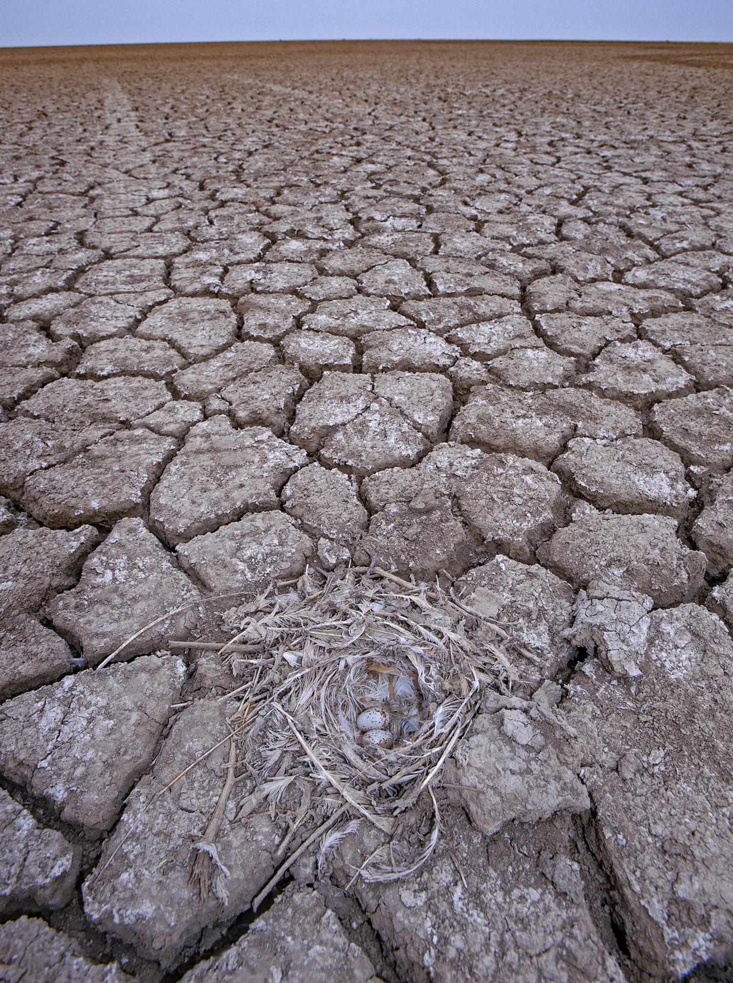 Off-road driving, as seen in this image from the Little Rann of Kutch, is a severe threat to the bird’s nests and chicks.