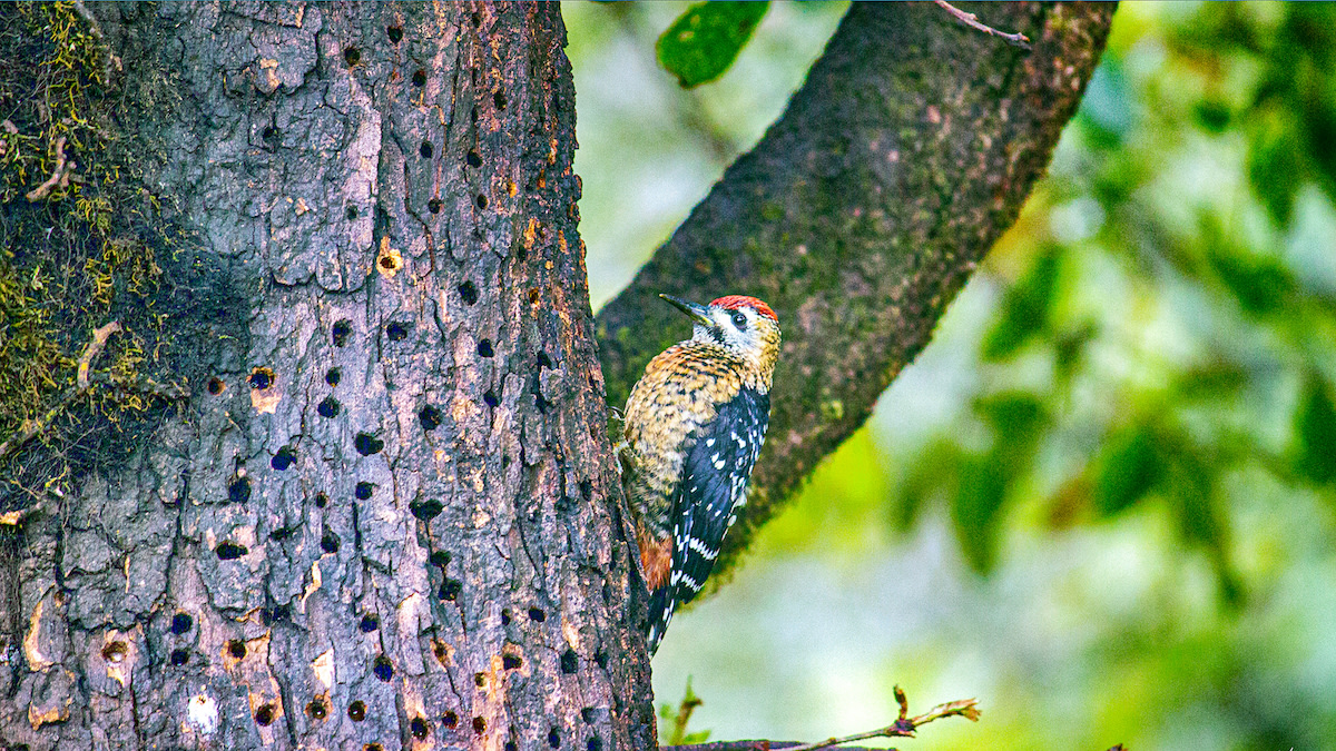 A fulvous-breasted woodpecker (Dendrocopos macei) spotted on a tree trunk filled with sap-holes near Munsiyari-Khaliya top range, Uttarakhand. Sap-holes are excavated by woodpeckers for extracting tree sap. Photo: kmh4321 CC BY-SA 4.0