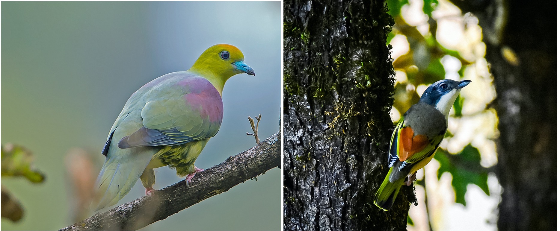 (Left) Wedge-tailed green pigeon is a wide-ranging species that is responsible for seed dispersal of numerous hardwood species in oak forests such as Chopta, Uttarakhand. (Right) The Himalayan shrike babbler is an insectivorous species that prefers oak stands over pine. and is resident through the winter Photo: Koshy Koshy from Faridabad, Haryana, India CC BY 2.0 (left), Jagdish Negi, Almora (right) 