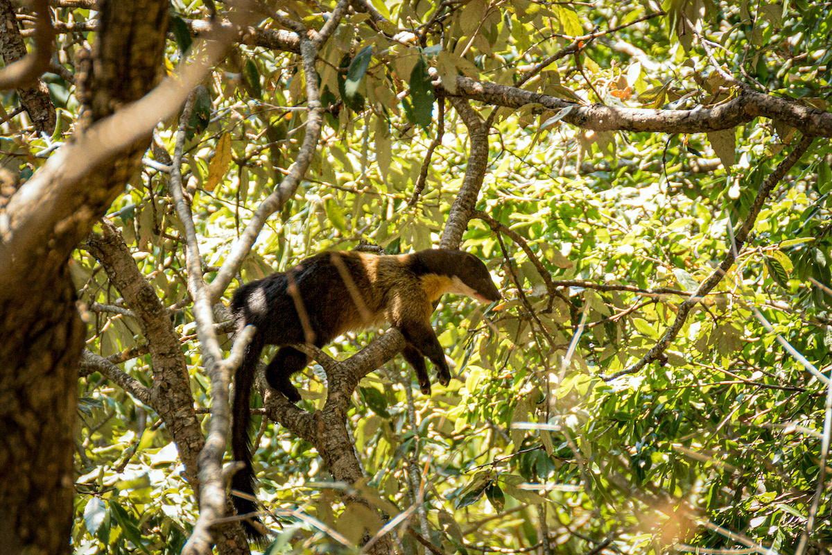 A yellow-throated marten  rests on a banj oak tree in Mukteshwar, Uttarakhand. It is an adaptable species equally at home in oak forests and in the surrounding mosaic of fields. Photo: Tarun Menon 