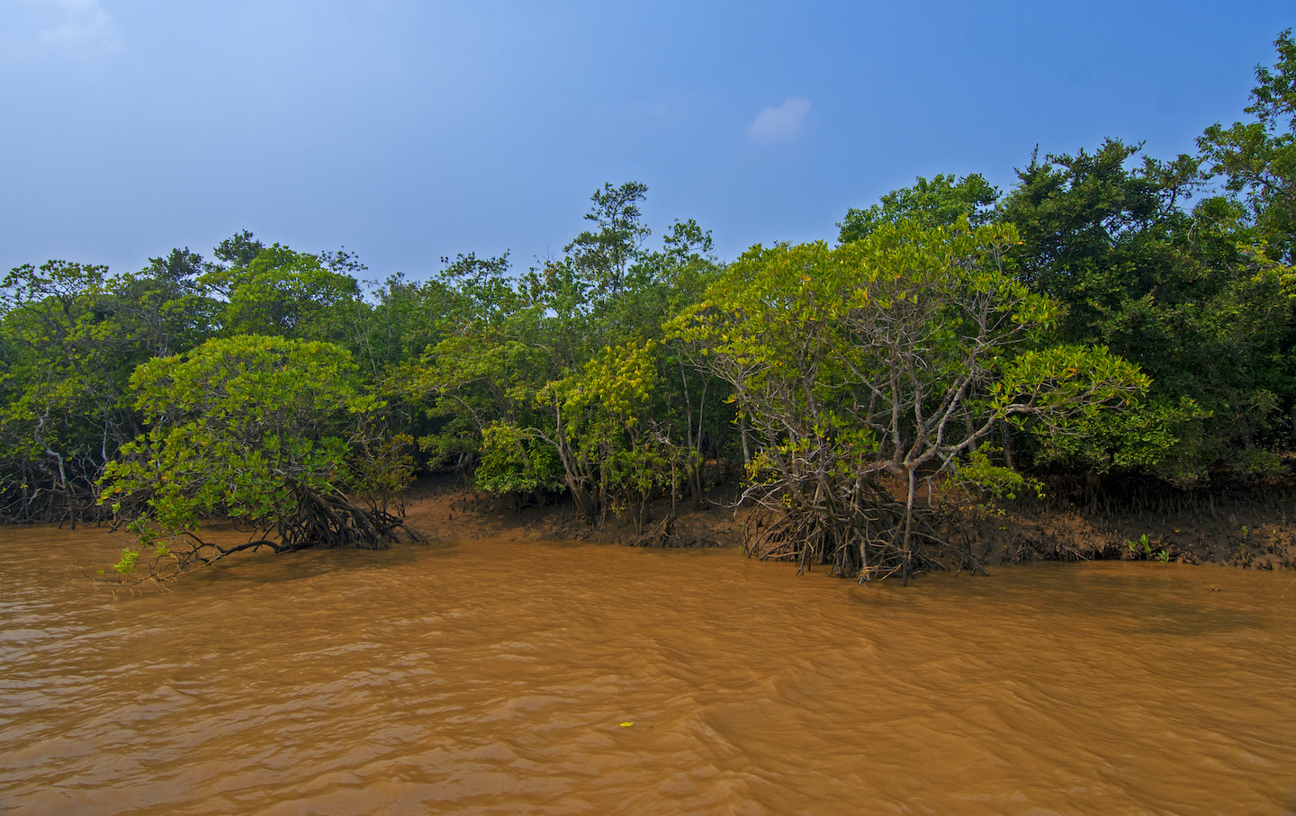 Odisha often faces the wrath of cyclones, and it’s the mangroves that act as a cushion against these storms and need to be protected.  Cover photo: Saltwater crocodiles are the star attraction of Bhitarkanika. According to a census conducted in January 2020, of the 1700+ crocodiles at least four are gigantic; more than 20 feet long. You can see them sunbathing on the banks and even if you are aboard a boat, they are easy to spot.