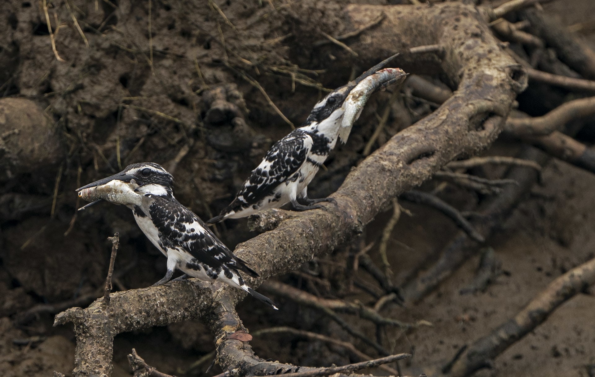 The pied kingfisher hunts in an unusual way. It hovers up to fifty feet above the river and makes a straight 90-degree head-first dive into the water to get hold of fish. 