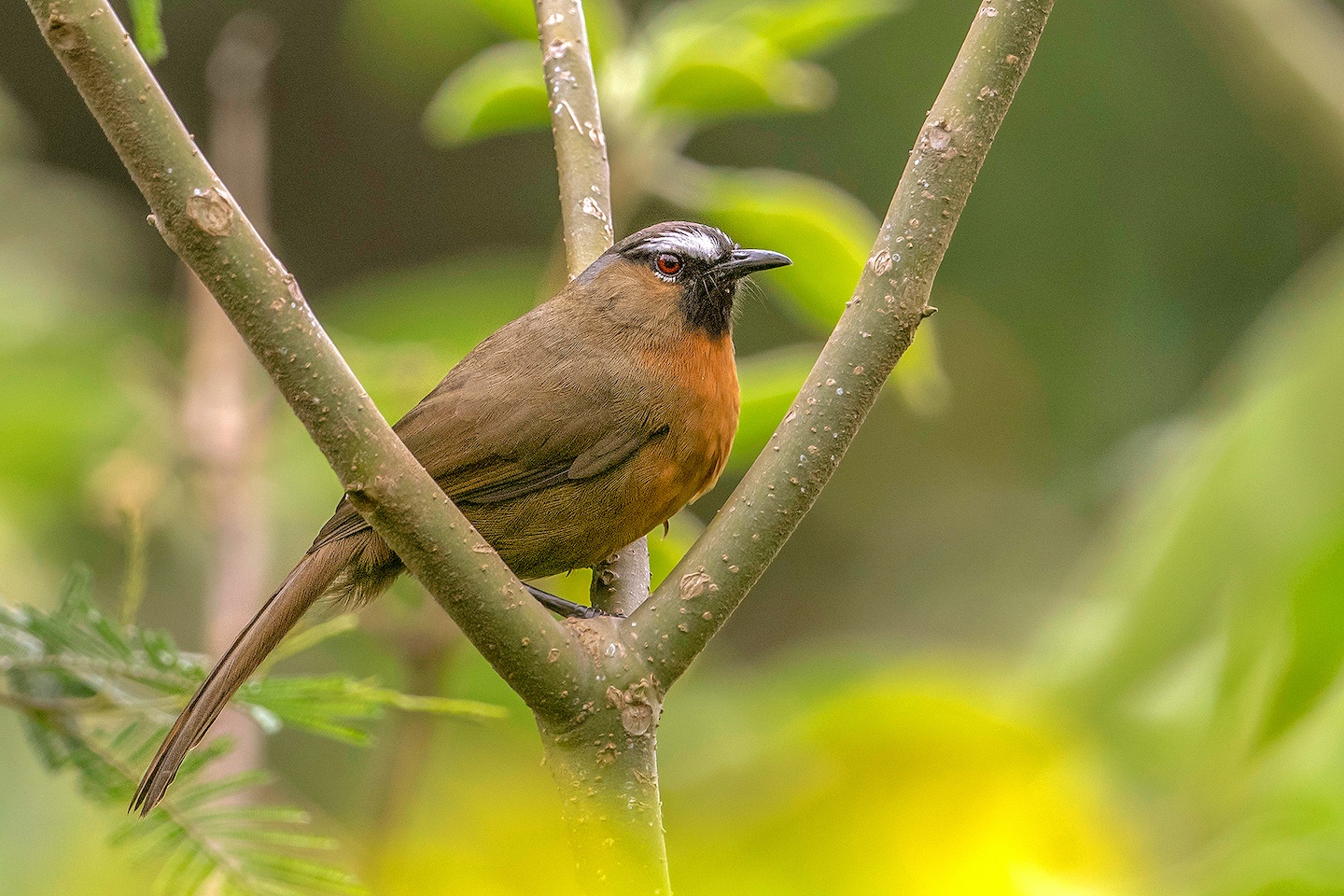 The Nilgiri laughingthrush is seen in stunted montane forests in pairs or flocks, reciting their melodious song and often creating a racket, hence the group is called laughingthrush. Because of its loud song, it is more often heard than spotted.  Photo: Aseem Kothiala  (Top) The Nilgiri laughingthrush made it to an Indian postal stamp circa 2006, as a part of Indian Post’s endemic bird series. Birds were first introduced on Indian stamps to create awareness about the diversity of avifauna in India.  Photo: rook76/Shutterstock  The Nilgiri laughingthrush is easily recognised by its black chin and a striking, unmistakable white eyebrow that makes it look like its wearing a stern, serious expression. Cover photo: Antony Grossy CC BY-SA 4.0 