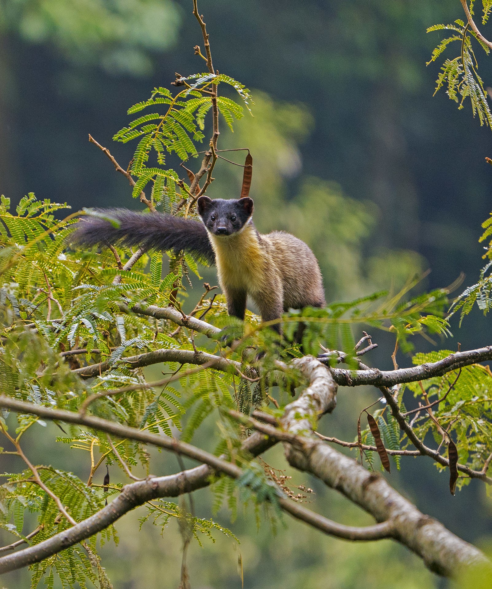 Equally at ease in trees and on the ground, this yellow-throated marten enjoys the view from a treetop in Dibang Valley, Arunachal Pradesh. Photo: Dhritiman Mukherjee  Cover photo: The yellow-throated marten has a long tail which extends to almost two-thirds the length of its body. It has short, powerful legs with broad feet allowing it to scamper up trees with ease. Photo: Dhritiman Mukherjee