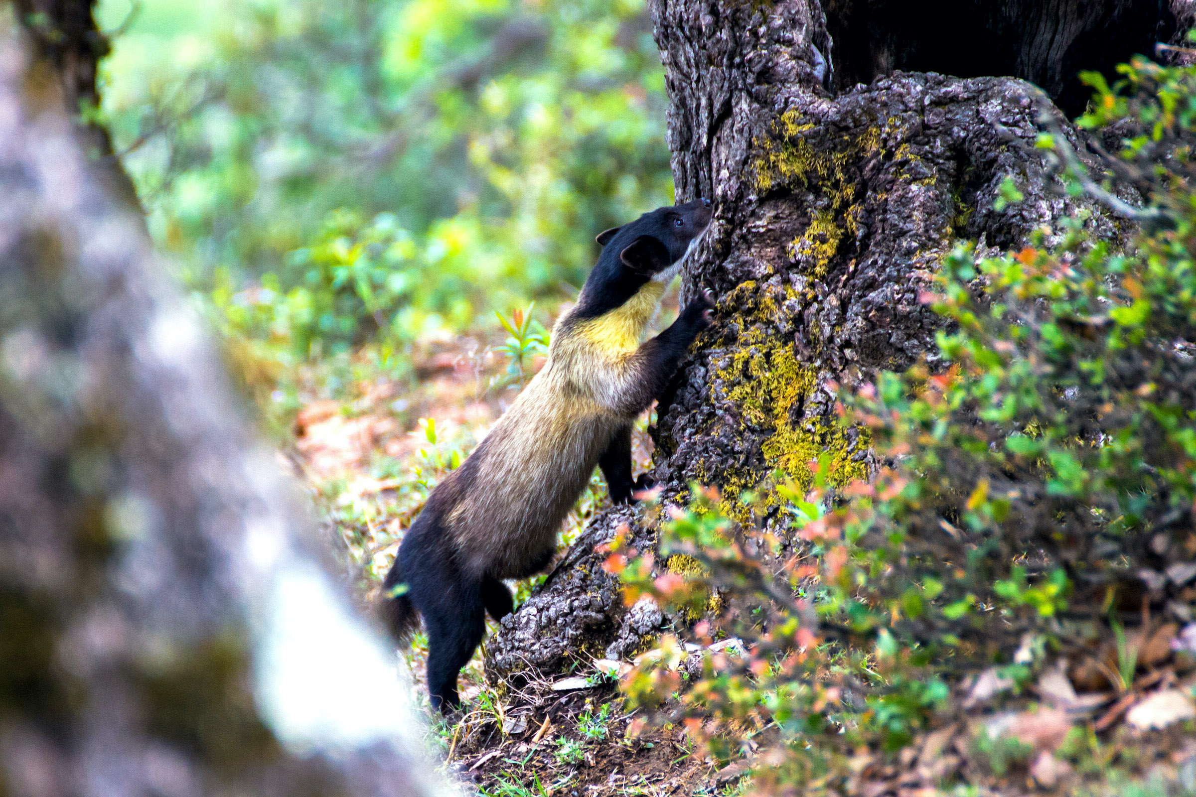 Still oblivious to my presence, the yellow-throated marten forages for his next meal as the birds around him cause an uproar. Photo: Tarun Menon