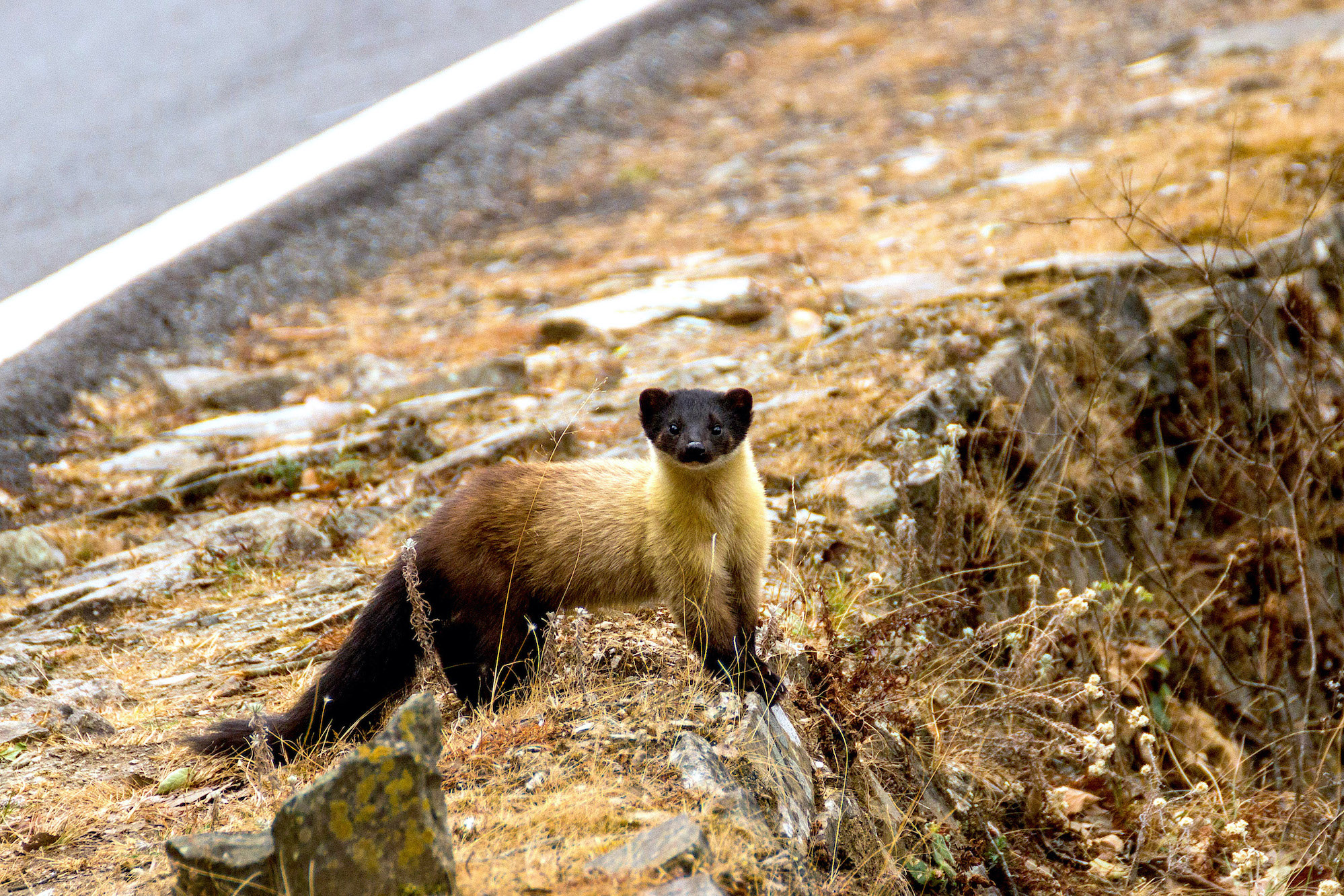 Yellow-throated marten can be quite bold. They are rather unafraid of humans and until one gets too close (as in my case), they are slow to flee. Behind the cute and furry appearance of the yellow-throated marten lurks a fearless and feisty predator that is at the top of the food chain. Photo: Tarun Menon