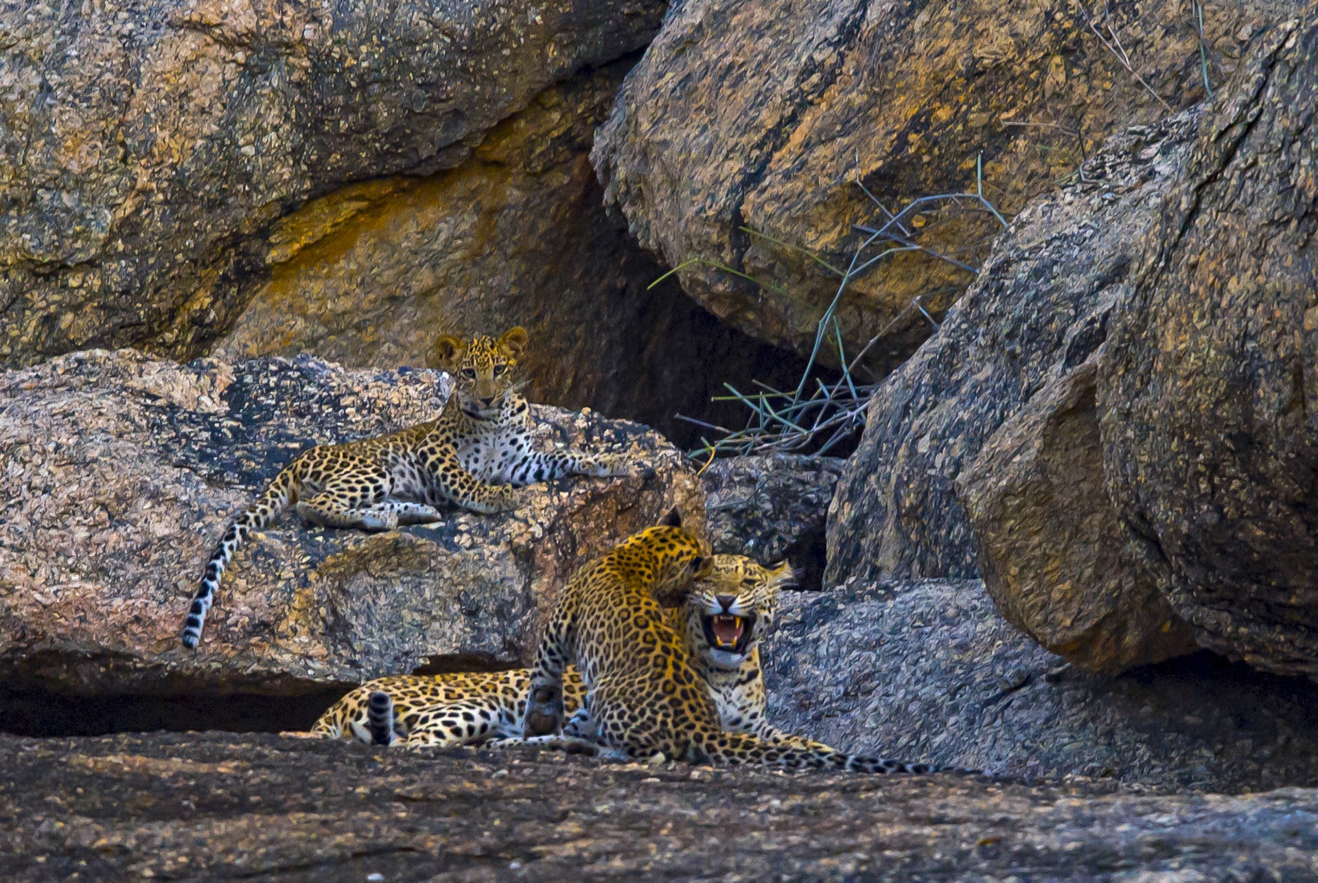 Spotted! A Leopard on the Prowl | RoundGlass | Sustain Spotted! A Leopard on the Prowl | RoundGlass | Sustain