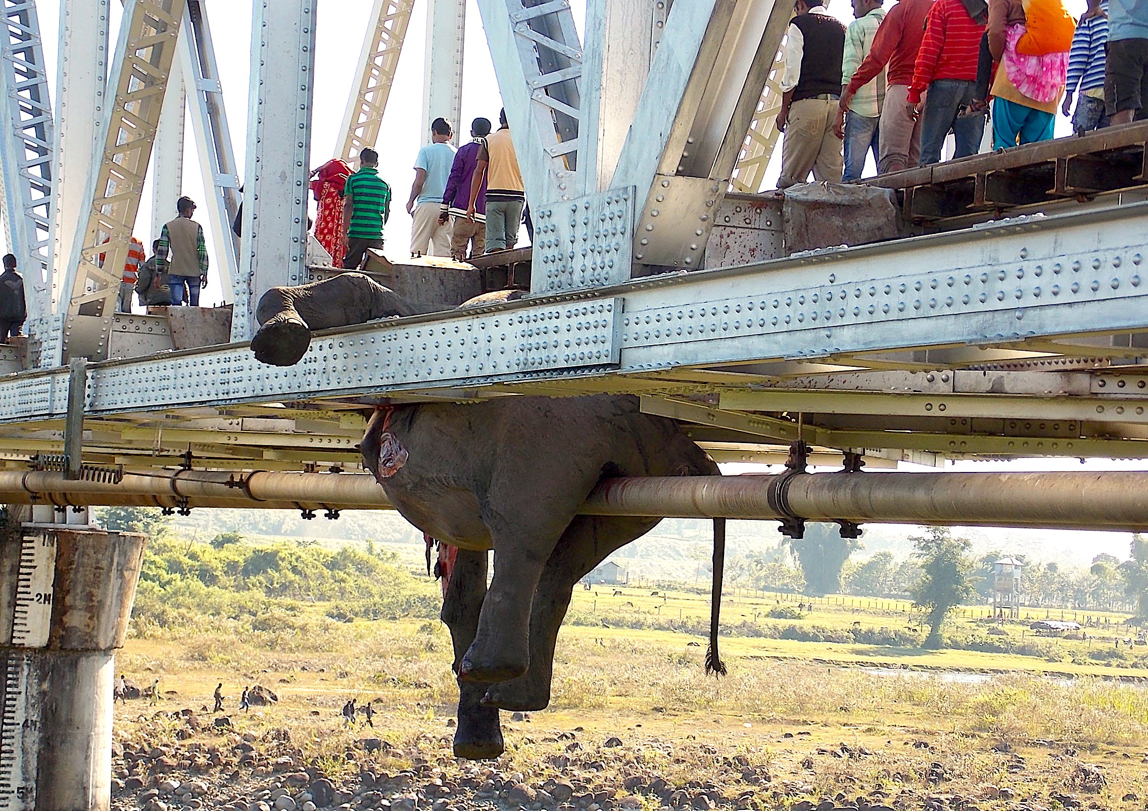 One of the six elephants killed by a speeding train on a railway track in Jalpaiguri, West Bengal, in November 2013. More than 1,200 trains cut through Protected Areas in India, taking a huge toll on wildlife.  Photo: Roni Chowdhury