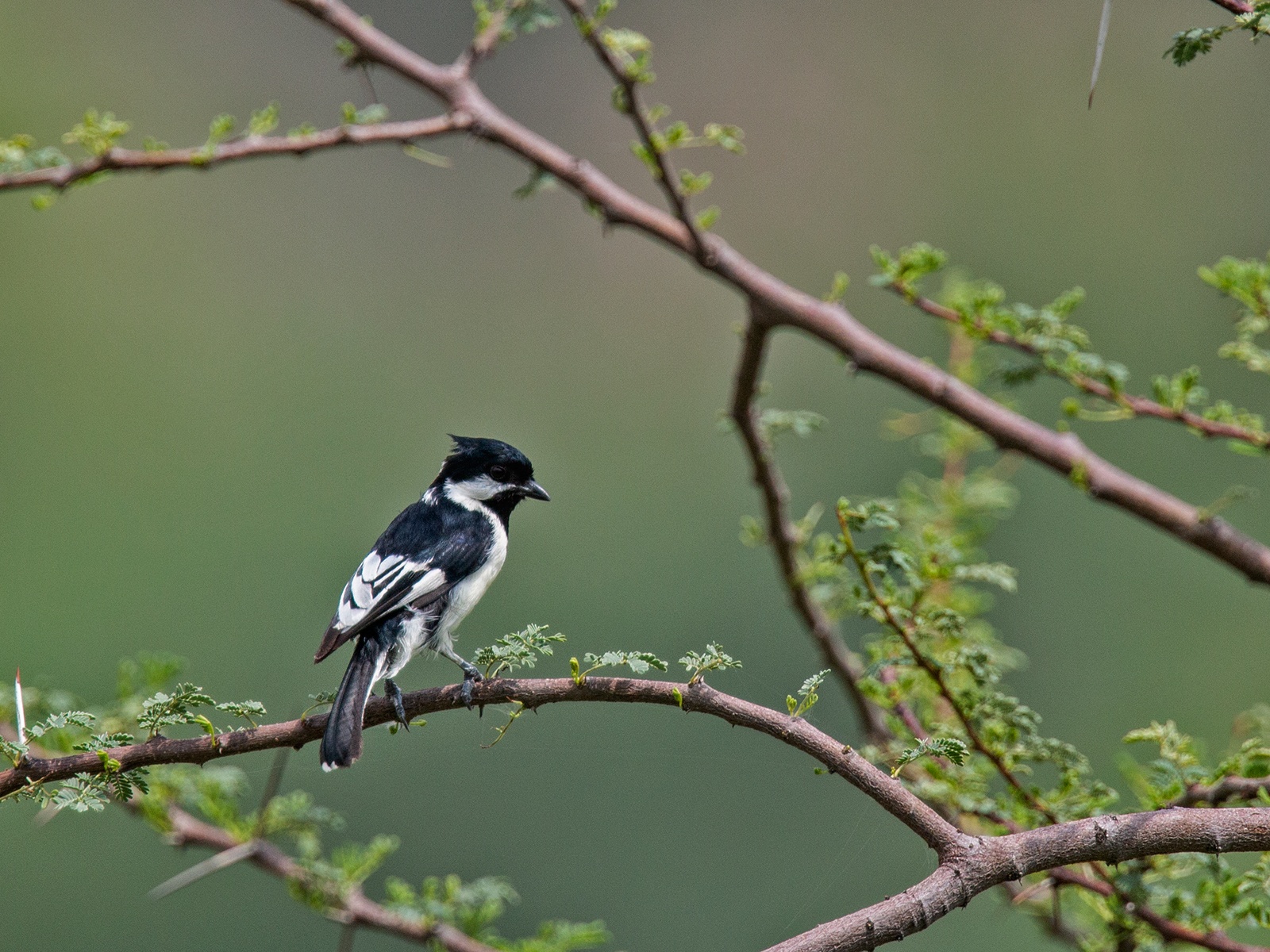 Found only in India, the white-naped tit is partial to dry scrub forests in the western and southern parts of the country, and this individual was photographed in Pushkar, Rajasthan. This shy species is threatened by the degradation and fragmentation of its habitat. 