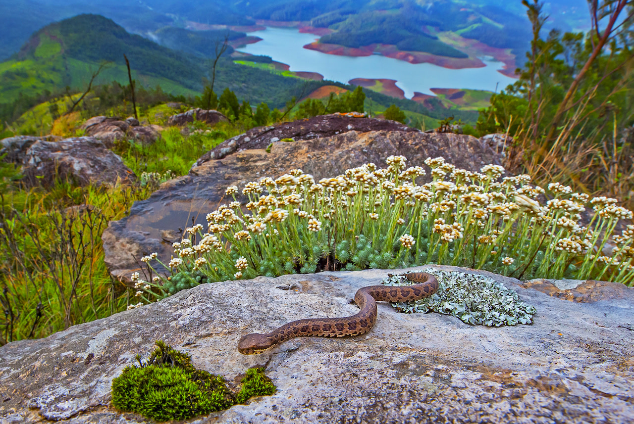 Destruction of the grassland habitat of the Nilgiris over the last century have affected several native species such as the Horsfield's spiny lizard (or Nilgiri Salea) and the horse-shoe pit viper.
