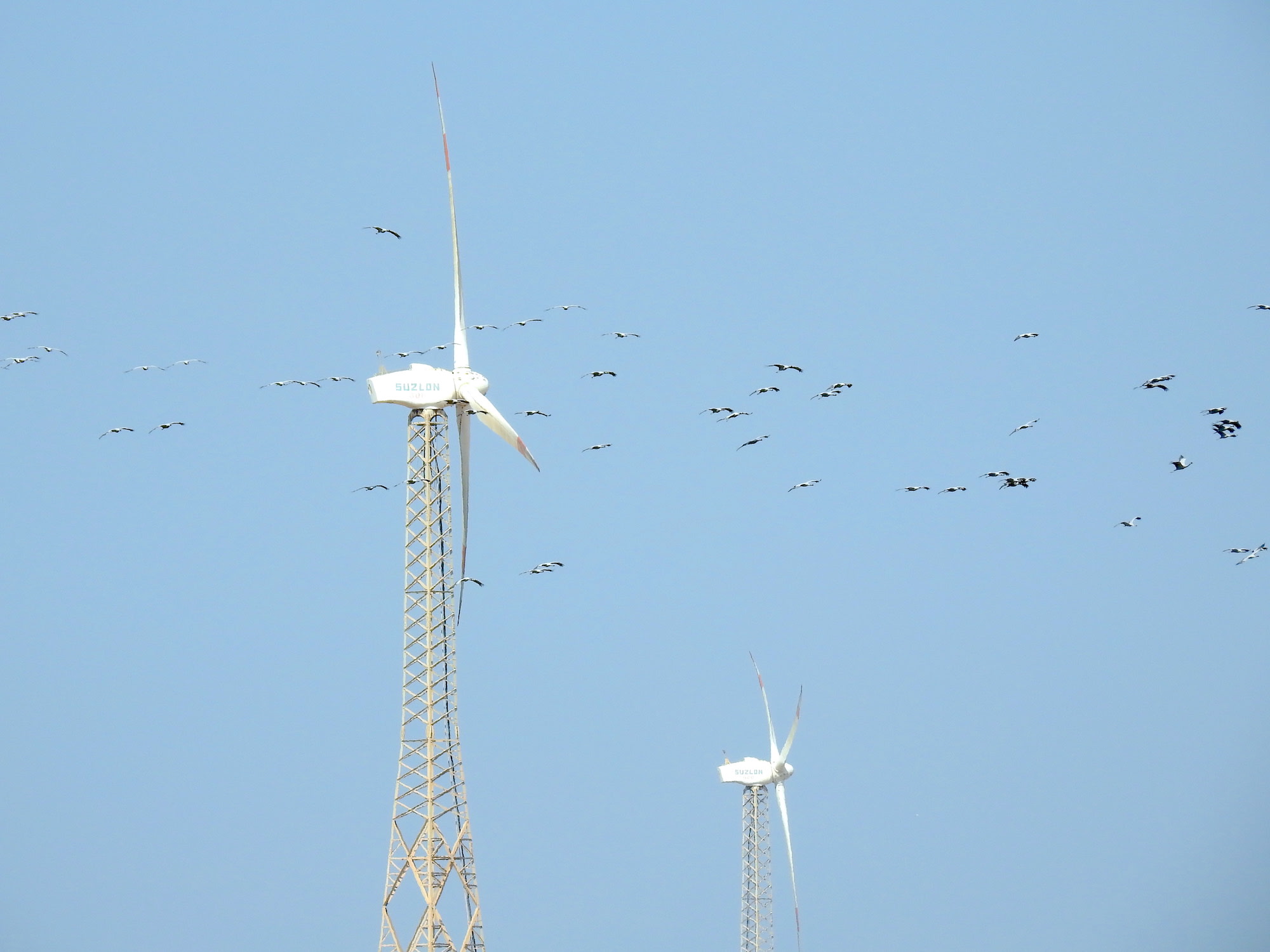 Large windmills or turbines can pose a danger to demoiselle cranes that fly close to them. Photo: Dr. Raju Kasambe/CC BY-SA 4.0  The  sleepy  village  of  Kheechan  comes  alive  every  year  with  the  arrival  of  the demoiselle cranes. Pictured above is a demoiselle crane feeding centre in the village. Video: Surya Ramachandran