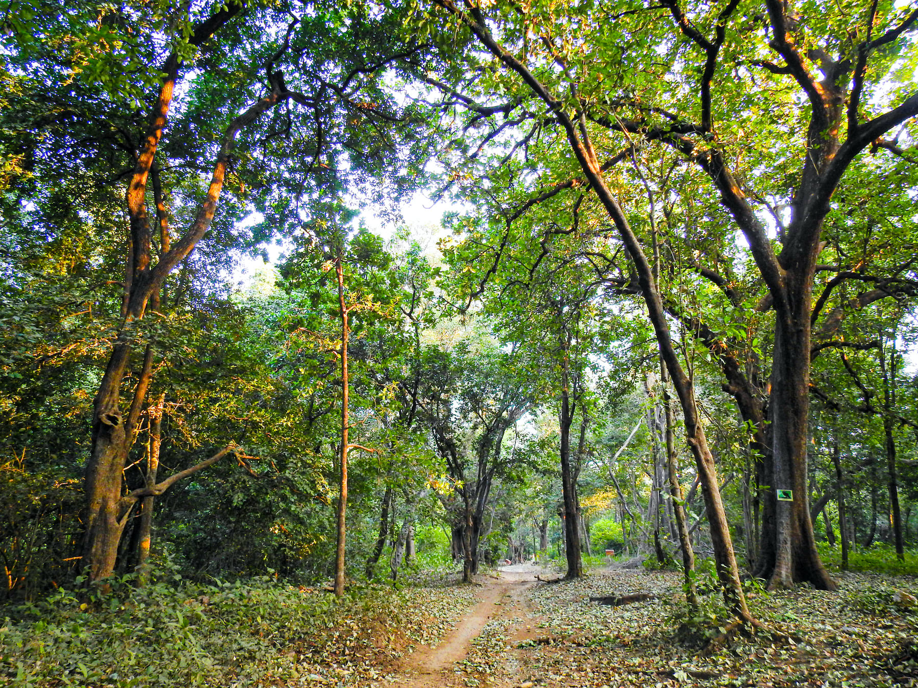 Myth And Reality In Rajasthan S Sitamata Wildlife Sanctuary Roundglass Sustain It is a dense forest area with thick deciduous plantations that include trees like gulmohar.