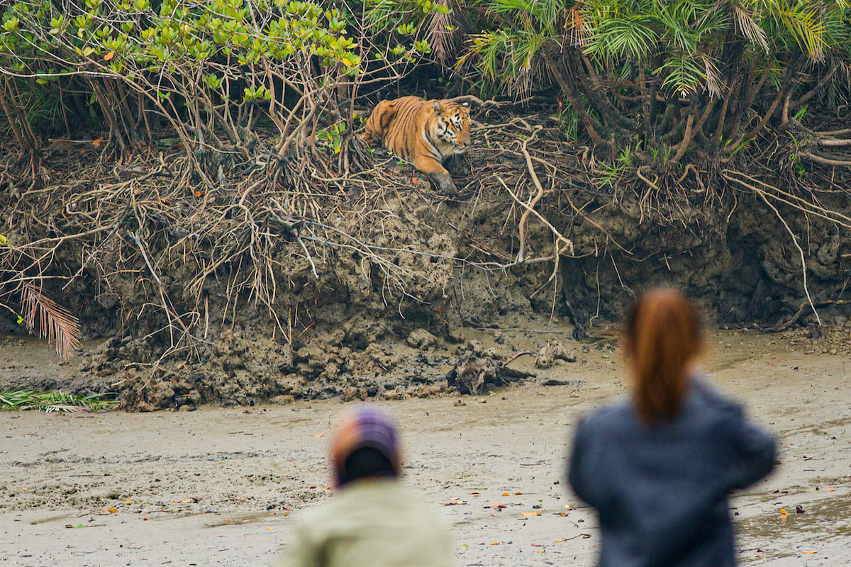 Shadow in the Swamp: The Tiger of Sundarbans I RoundGlass I Sustain