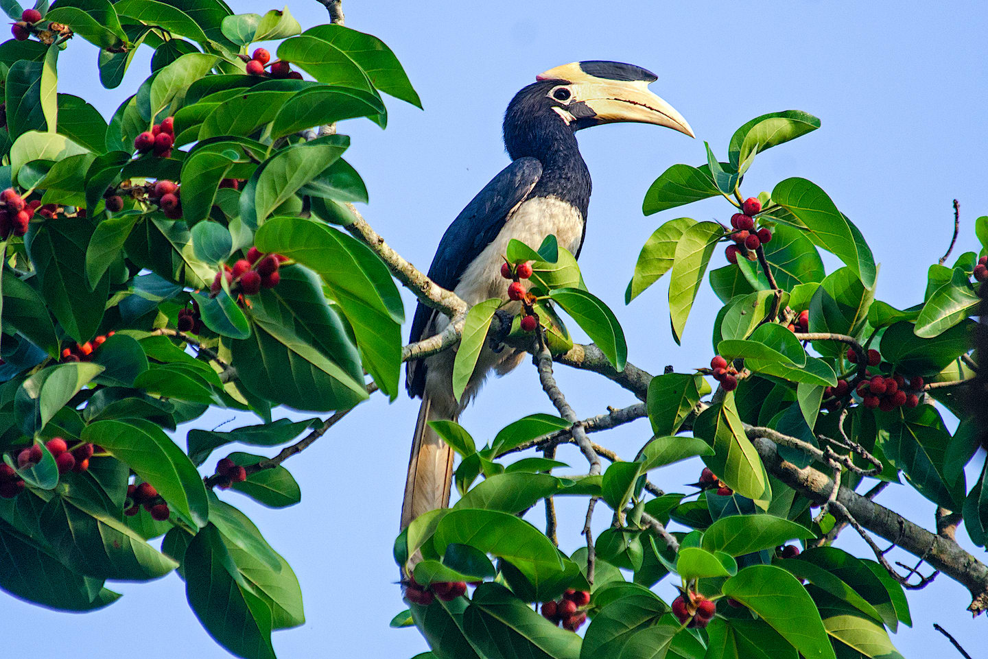 The Malabar pied hornbill is almost entirely black, except for the white on its belly and sides of the throat. Females have a white patch under the eye. Photo: Yash Kothiala  Cover photo: Figs are an important part of the Malabar pied hornbill’s diet specially in the breeding season, though it may also consume small mammals, reptiles, birds, fish, crabs and insects. Photo: Dhritiman Mukherjee