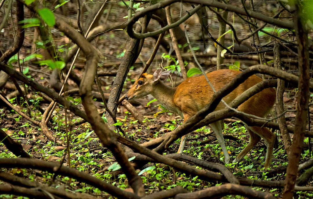 Barking deer have made themselves at home in Mumbai’s Sanjay Gandhi National Park and the neighbouring Tungareshwar Wildlife Sanctuary. Their presence has also been recorded in the Karnala Bird Sanctuary just outside city limits.  Photo: Shashank Birla