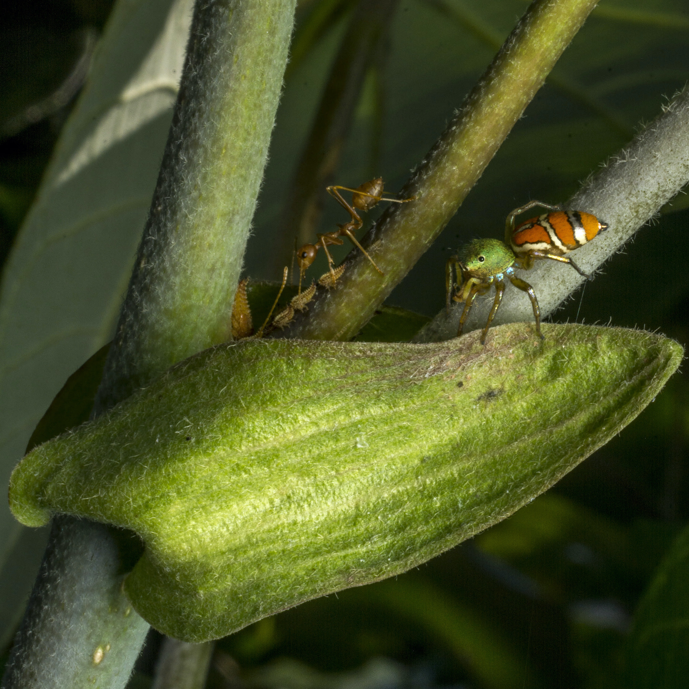 A Cosmophasis sp. spider, a second after it has stolen a homopteran insect from a weaver ant “honeydew farm”.Photo: Samuel John