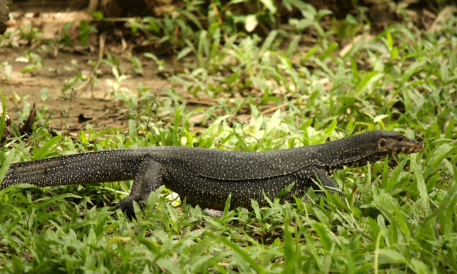 Monitor Lizards Unsung Dragons of the Indian Subcontinent RoundGlass