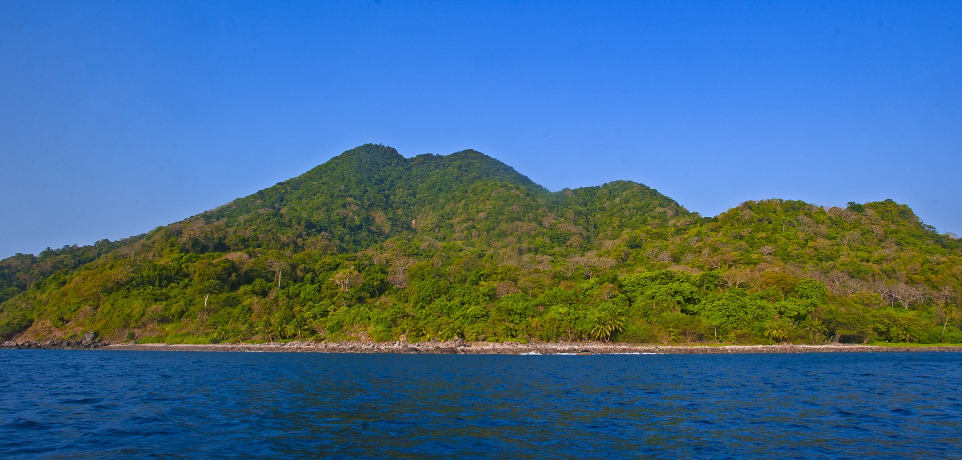 The waters around Narcondam Island are rich in marine life. The island’s coral reef is inhabited by fan and whip coral, barrel sponges, and sea stars, according to a study conducted by TR Shankar Raman et al. The paper also mentions schools of bluefin tuna, damsel fish, butterfly fish, angel fish, sea cucumbers, and the infamous crown of thorns starfish: one of the largest species of sea stars on the planet, named for the venomous spines all over its body. Adults measure 18-30 cm and can have as many as 20 arms. 