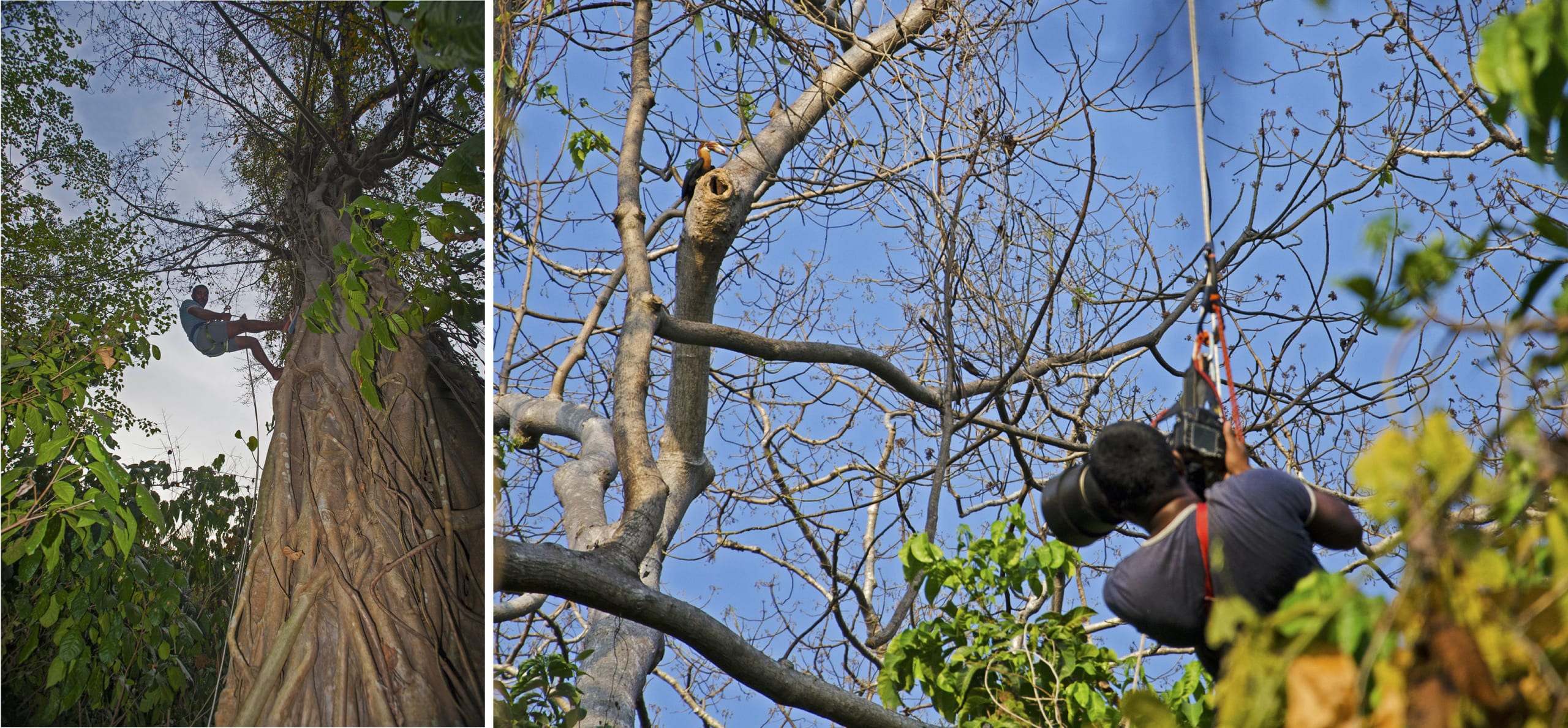 The first thing photographer Dhritiman Mukherjee did upon his arrival on Narcondam was to recce the island and identify the feeding and nesting trees of the hornbills. “There was a fig tree that they would visit every day,” but since fig trees are quite large, photographing the birds required a little preparation. The solution: rigging himself up the tree using a pulley so he could reach the same height as the hornbills. “After I climbed to the top of the feeding tree, I stayed there almost the entire day,” he says.  