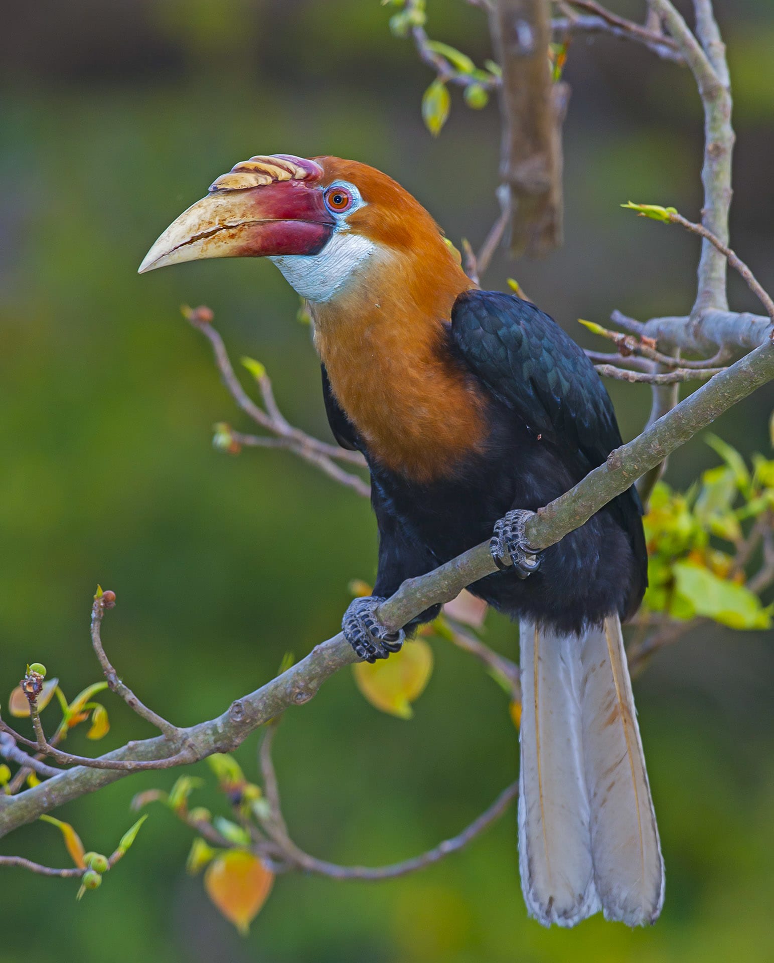 The Narcondam hornbill is endemic to the Andamans, but a shrinking habitat is threatening its survival. Less than 249 survive in the wild. Photo: Dhritiman Mukherjee 