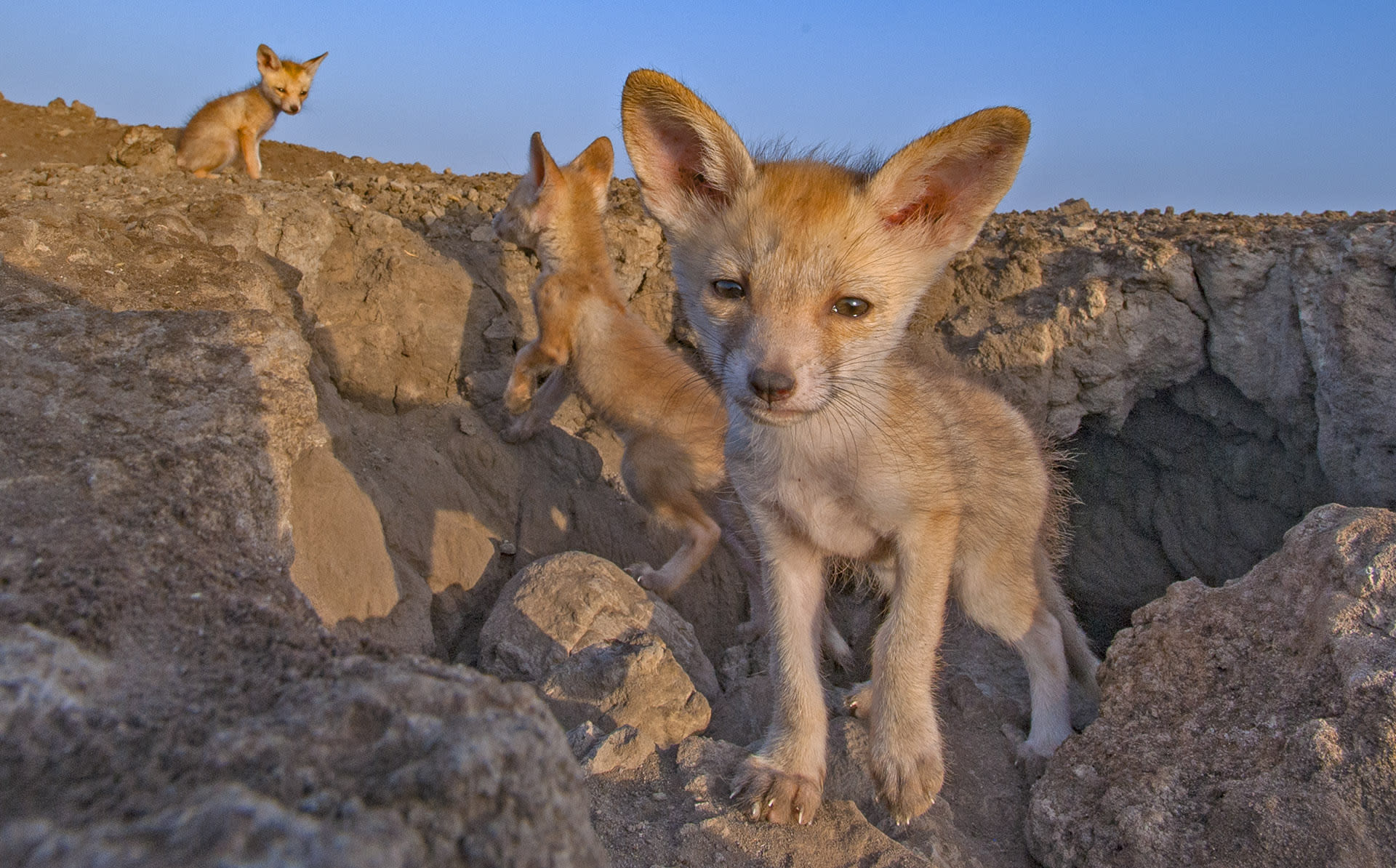 Desert foxes dig elaborate breeding dens with multiple entrances to house their young, abandoning the spaces once the pups are old enough to look after themselves.
