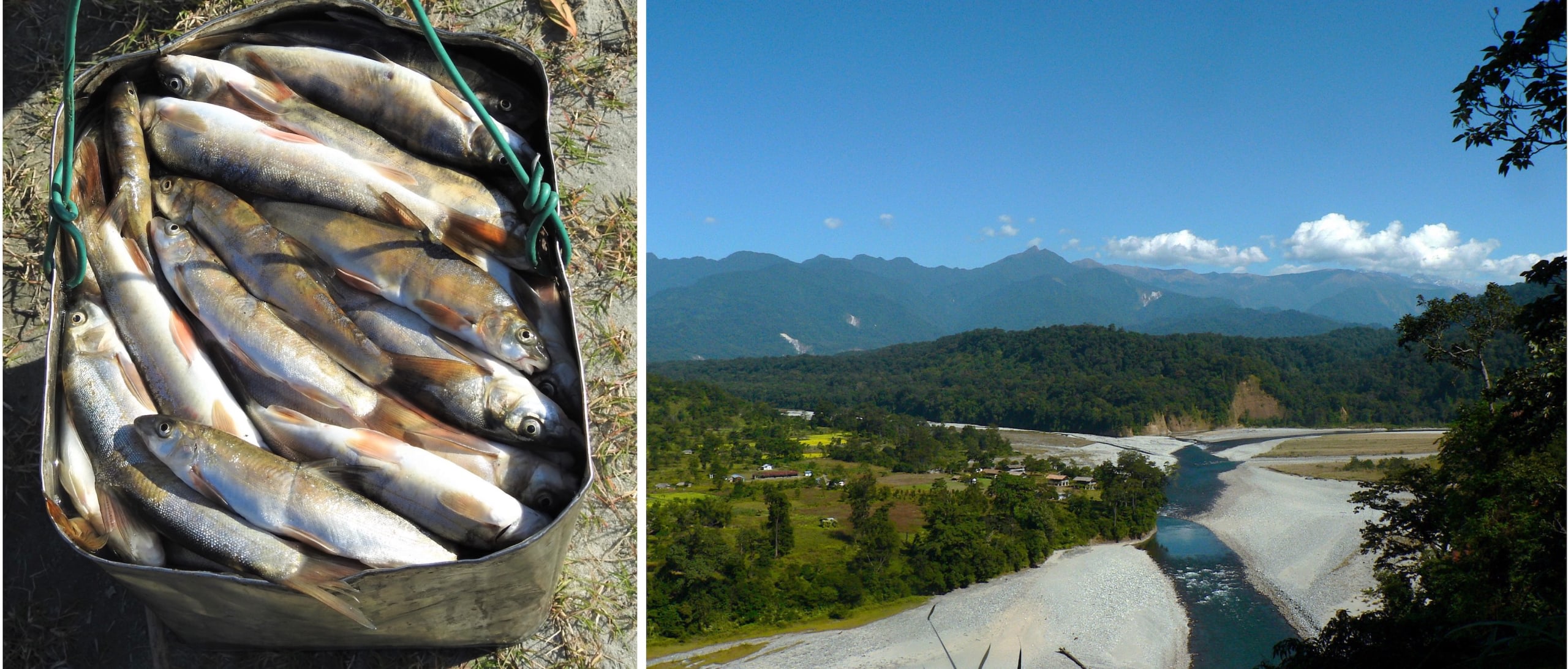 (Left) Fishers in Arunachal Pradesh and Assam have slowly moved away from traditional forms of fishing and some have adapted destructive ways to fish, which not only kill masses of fishes but also most of the living creatures in a section of the river. Using chemicals such as bleach causes tremendous damage several kilometres downstream of the point of application.  (Right) Clearing riverbanks and beds of sand and boulders can have a negative impact on the ecology of the river. The rivers of Arunachal Pradesh hold more than 65 species of riverine birds including some threatened bird species that need conservation efforts to ensure that their population does not decrease further. 
 Photos: Rohan Menzies (left), Rohit Naniwadekar / CC BY-SA 4.0 (right)
