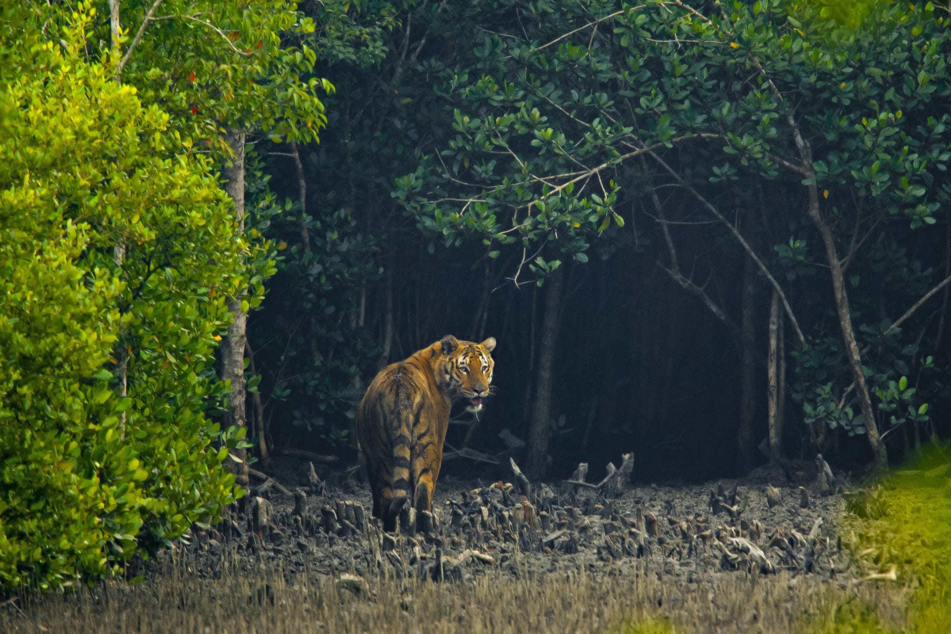 sundarbans tiger reserve best time to visit