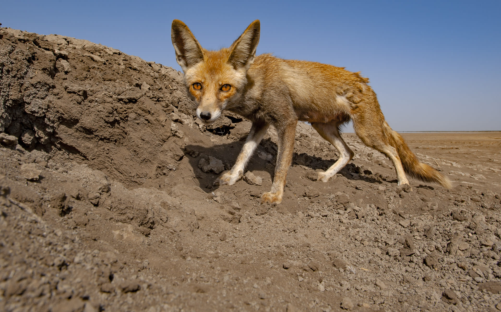 Desert Fox of the Little Rann RoundGlass Sustain