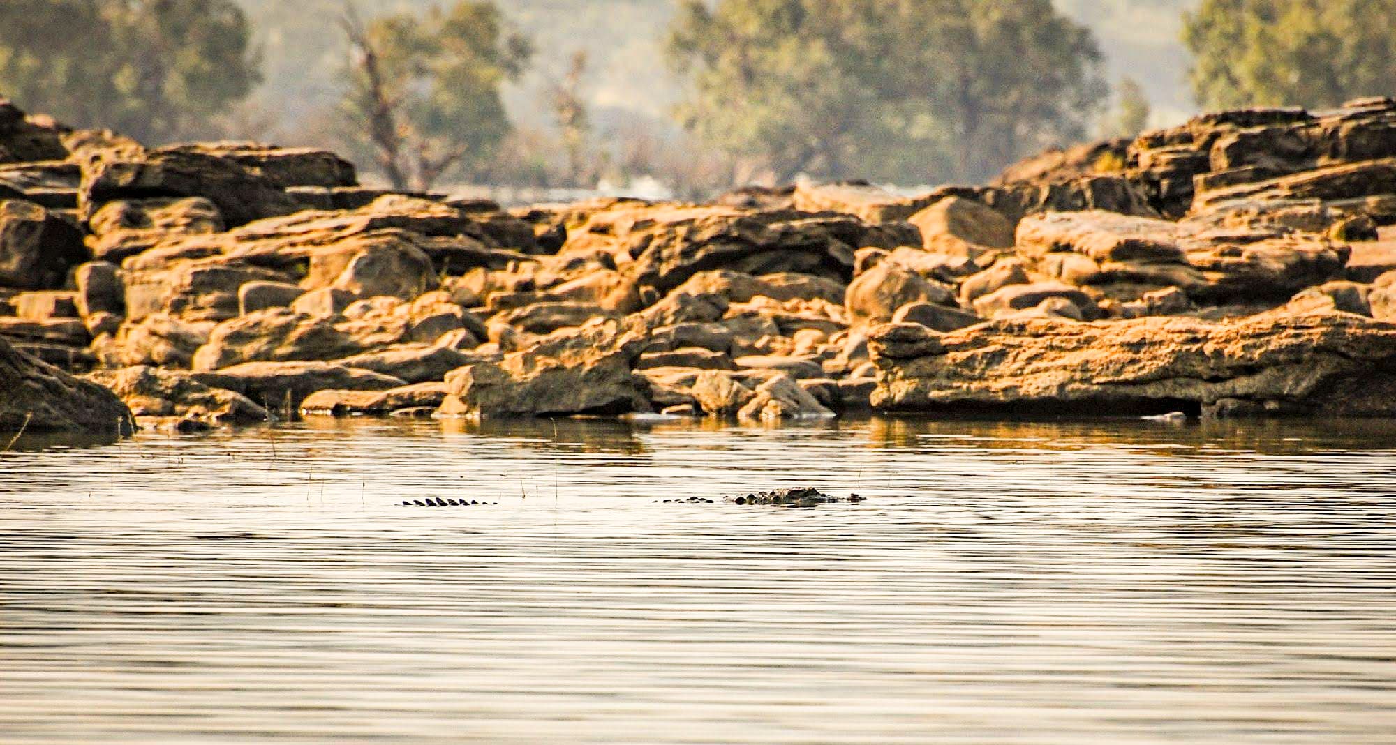 When submerged in water, the muggers eyes, nose, and ears stick out of the surface to scan for prey. Their sensitive skin can feel the slightest vibrations in the water and act as a sensory organ that helps them prey on fish. Photo: Durgesh Kumar Singh  Cover photo: The marsh crocodile or mugger prefers freshwater lakes, wetlands, and slow-moving rivers like the Ken that runs through Panna Tiger Reserve in Madhya Pradesh. Cover photo: Surya Ramchandran