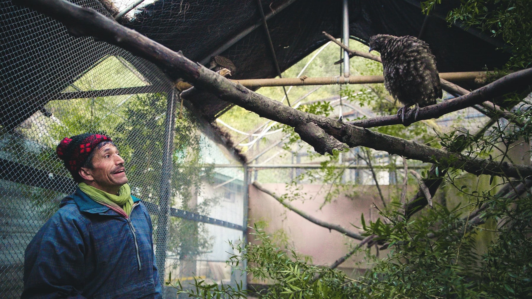 Roshanlal Dogra has spent the last two decades of his life taking care of these precious birds at Sarahan Pheasantry. The tragopan occupies a niche in the western Himalaya and can disperse seeds that smaller birds cannot. We have an ethical responsibility to make sure such fascinating creatures aren’t wiped out. Lush montane forests aren’t easy to replicate and losing this bird is a threat to our biodiversity. My hope is that a fascination with the jujurana’s beauty and peculiar breeding behaviour can make us want to protect its home. 