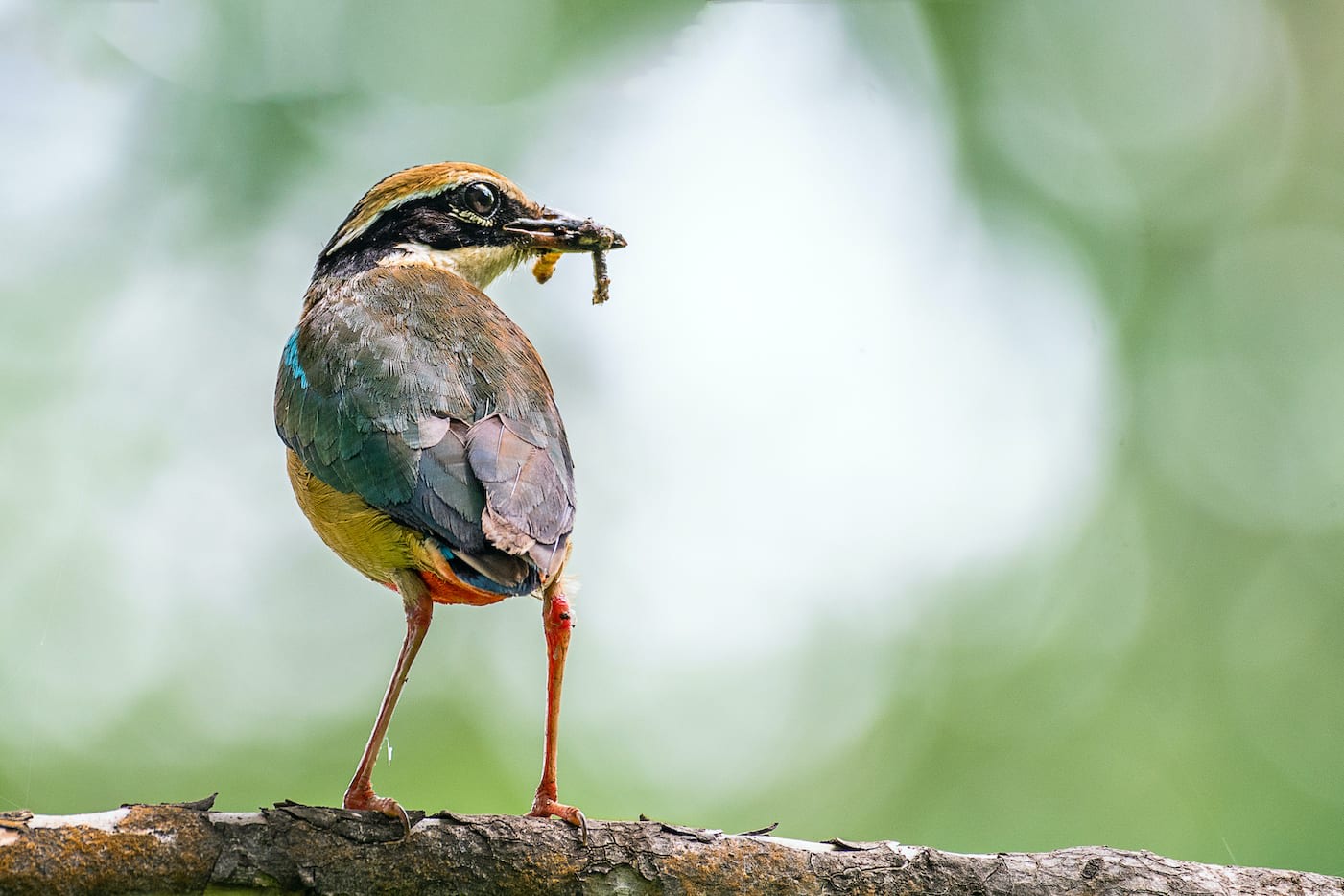 Endowed with long legs, a stubby tail and a stout beak, the bird is usually seen foraging for insects and worms in the undergrowth. 
Photo: Mukund Kumar/Shutterstock