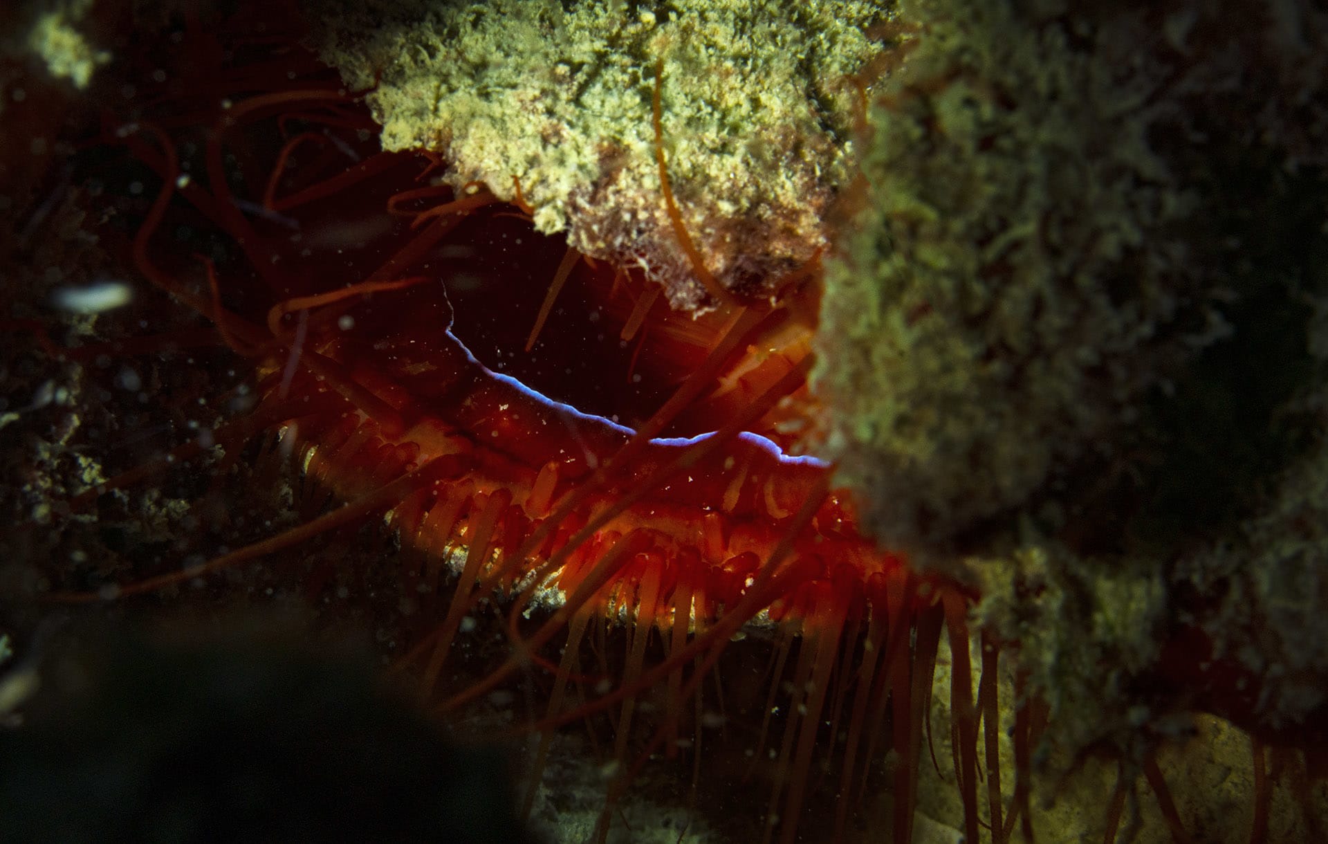 Like true treasure, much of the bizarre marine life in the shallows of the Andamans is well hidden. By boring into calcium walls of coral rocks, electric clams (Ctenoides ales) are practically embedded into the shaded slopes and caves of boulders. They are exciting to observe because of the electric displays, seen at the outer edges of the entrance of their shells, which are a potential defence mechanism. This pulsating light is often assumed to be a result of bioluminescence. Instead, using evolutionary technology electric clams produce this “electricity” when ambient light falls on highly reflective silica nanospheres lining the mantle.  