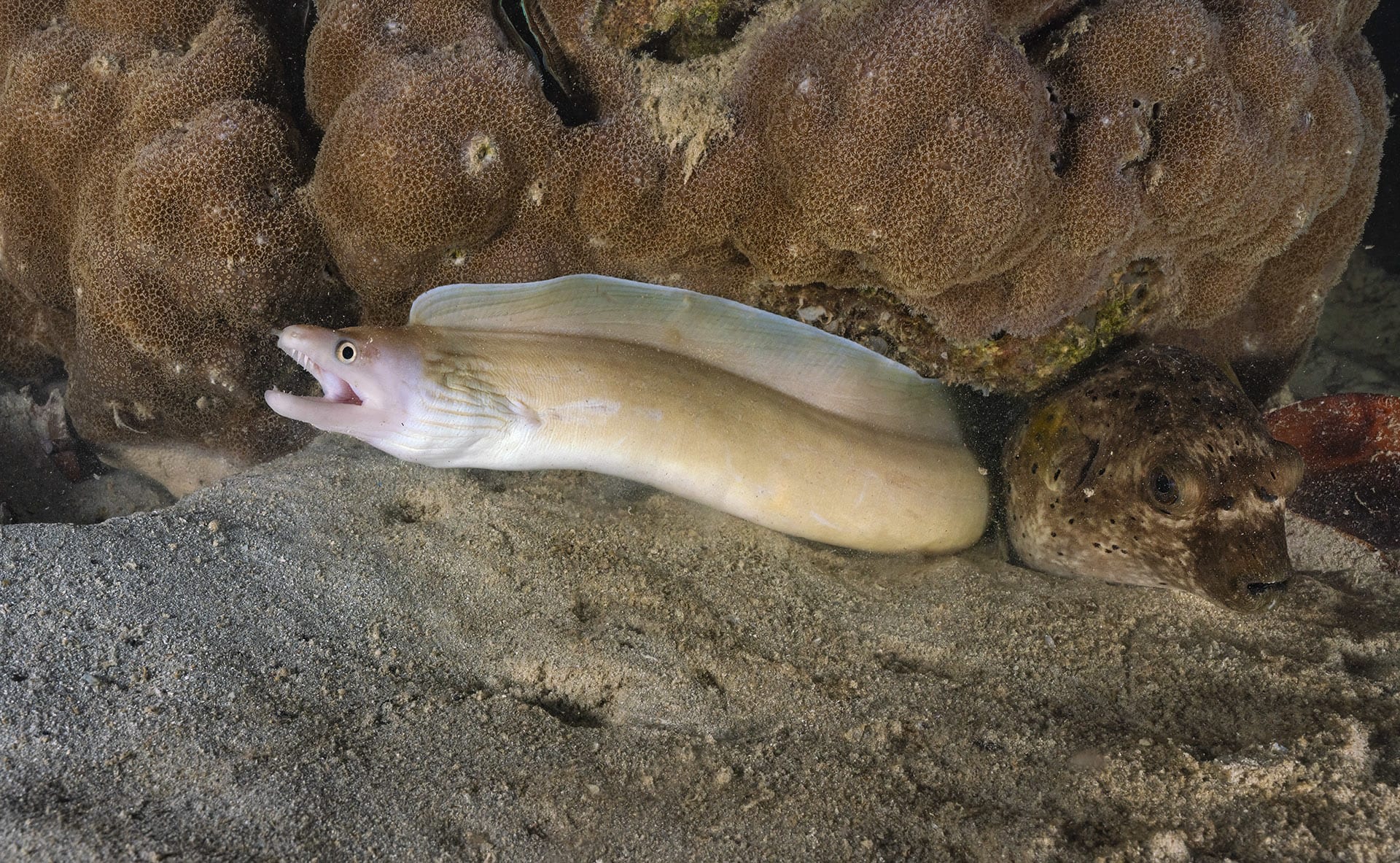 A moray eel and puffer fish jointly take cover under a massive Porites coral boulder. The Porites group of corals are one of the main framework builders for reefs in the Andaman Islands. They are some of the longest living (at least 200-300 years) and largest (up to 6-7 metres tall) stony corals in the world. They provide other corals, fishes, and millions of reef denizens a foundation to colonise and grow further in every dimension, including boring through their own calcium walls. Although Porites boulders can dwarf a diver by size and age easily, they are extremely slow growing (on average 1-2 cm a year) and a significant setback to the health of a reef if lost. 