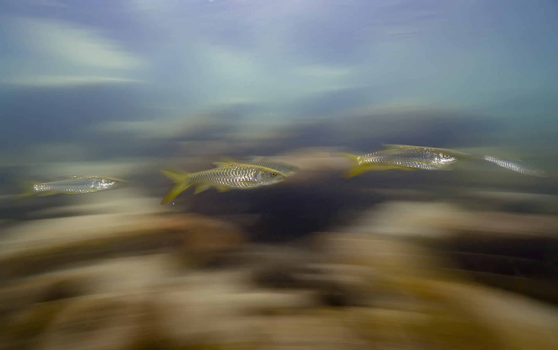There are short-term and long-term consequences to the building of dams and reservoirs, says Dr Atkore. These waterbodies are often stocked with non-native fish, which further depletes local vegetation, flora, and fauna, all of which impacts the golden mahseer. “We need to stock reservoirs with native species, engage local communities to fish the non-native species, and construct passages at each dam to allow fish migration,” says Dr Atkore. He also suggests other forms of ecotourism, such as rafting, which utilise the tourism potential of Himalayan states, without harming the fish. 