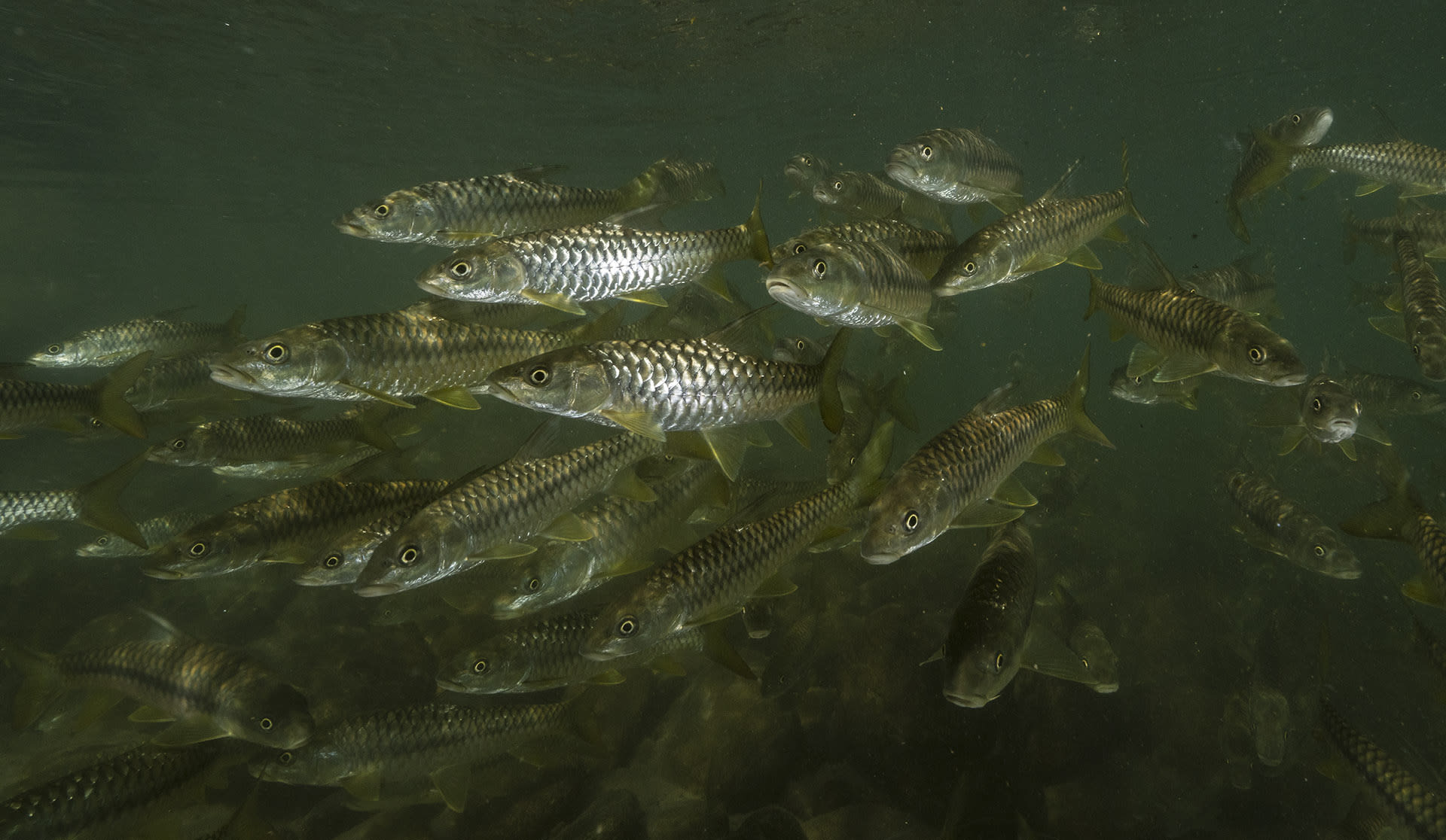 Golden mahseer spend much of their lives in deep stretches of rivers and mountain pools, where food is plentiful. Twice a year, however, adult males and females migrate to breed and feed at higher altitudes. The fish’s ability to swim upstream, against gravity, and over rocky boulders and streams, is another reason it is called the “tiger” of the water. “They can easily leap over small to medium-sized rocks and boulders,” says Dr Atkore, adding that the migration happens twice a year depending upon altitude. “Once during early monsoon (June-August) and post-monsoon (September-October).” 